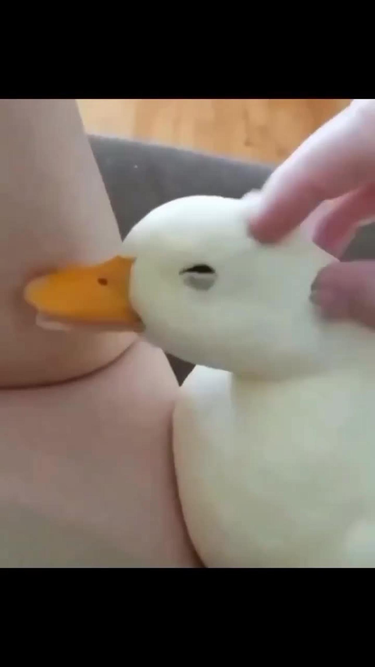 Cute duck video #animal #cute #funny