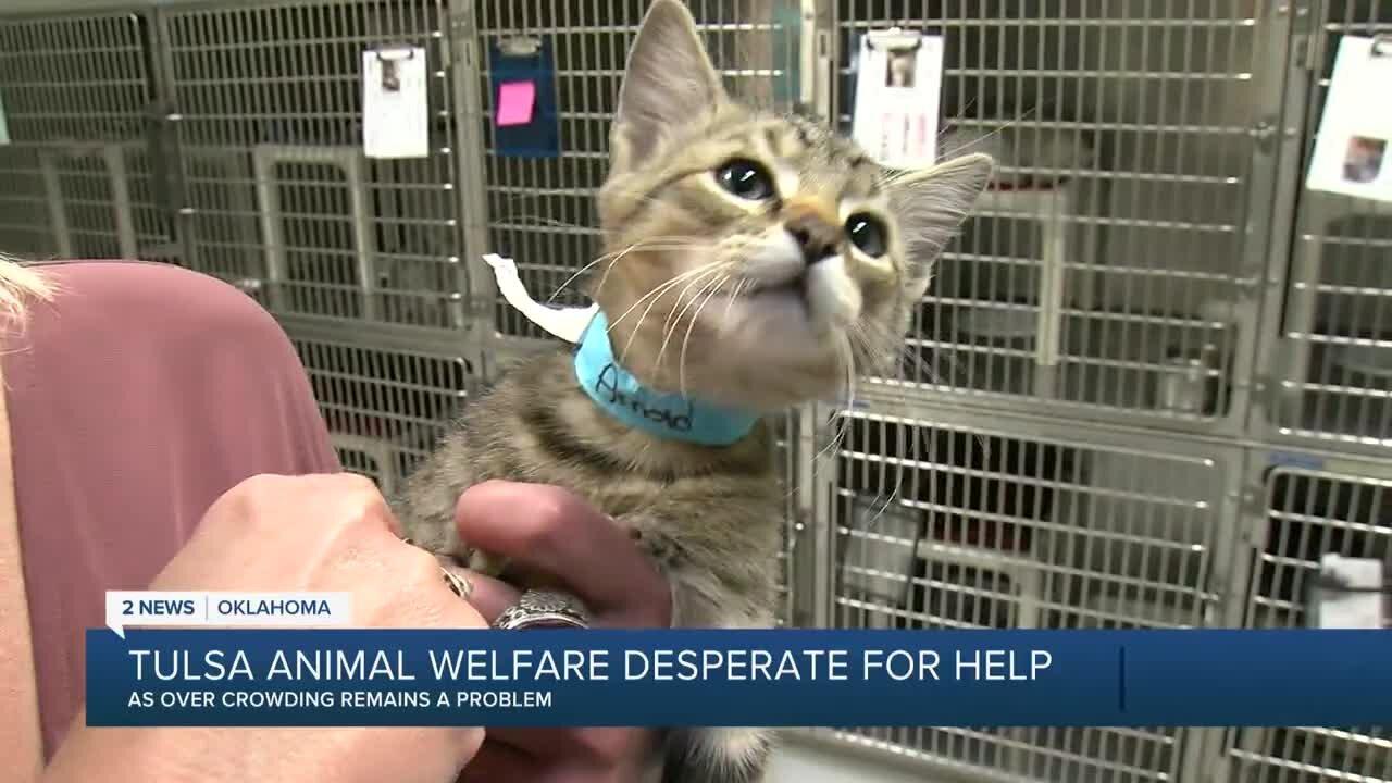 Tulsa Animal Welfare Desperate for Help
