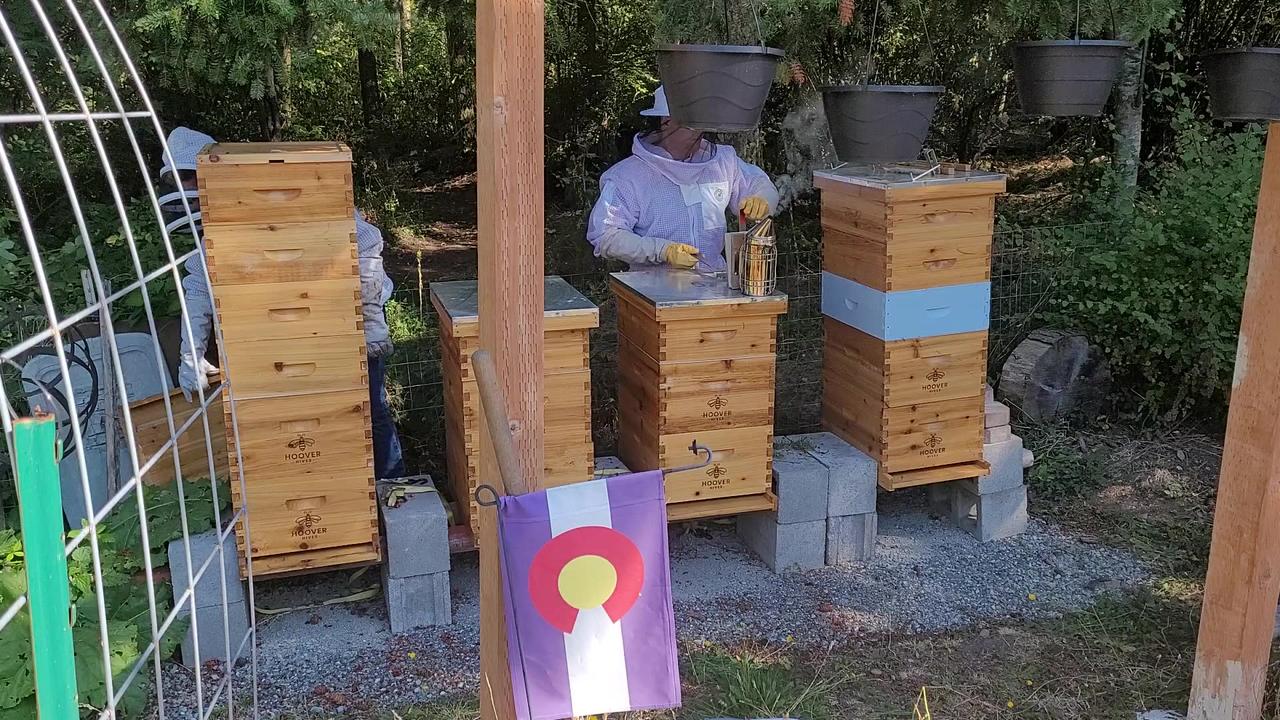 Bee hive inspection