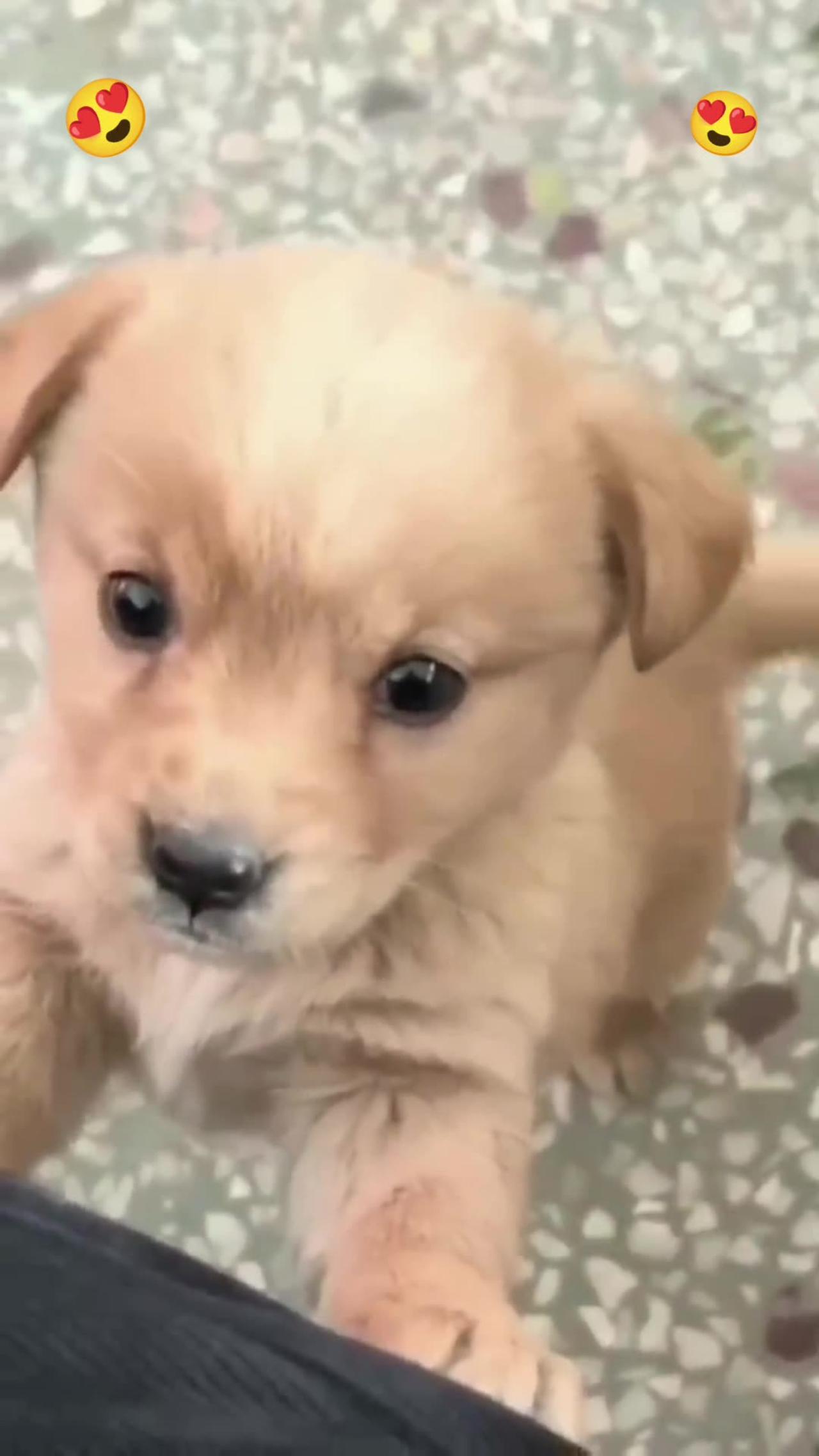 The Baby dog#cute puppy barking #5kviral#shorts