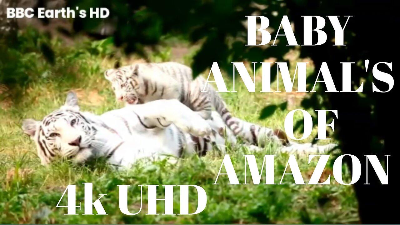 Baby animal in the wildlife on amazon/ 4k UHD / 4k video / animal planet / planet earth / BBC earth