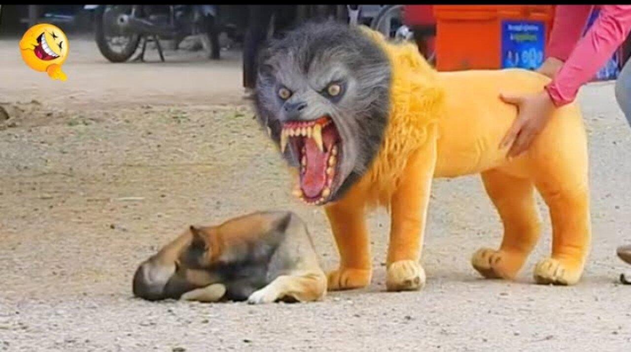 Troll prank Dog Funny & Fake Lion and Fake Tiger prank To dog & Huge Box  prank to dog