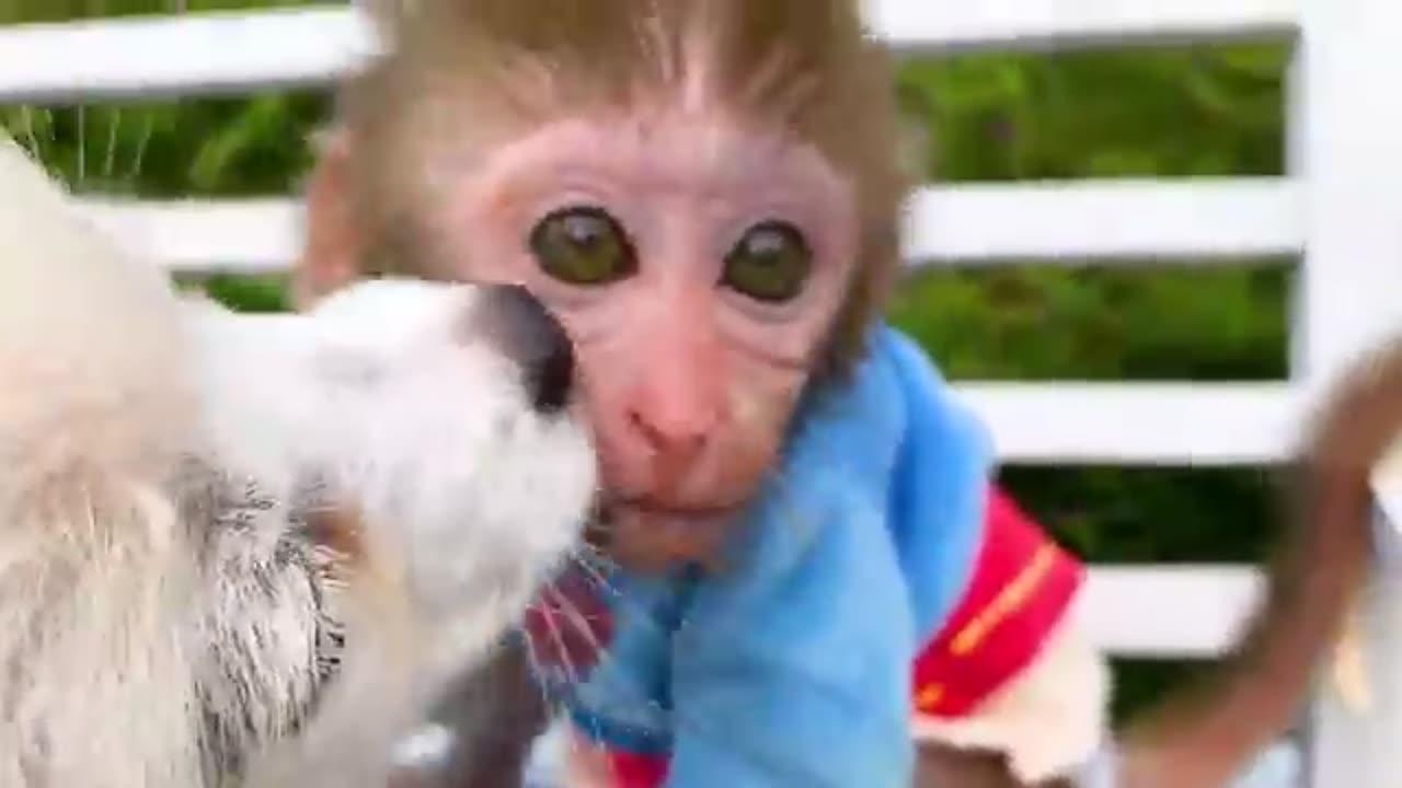 Funny monkey baboon