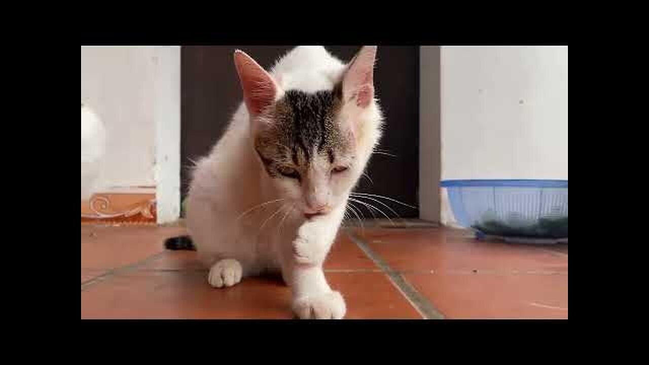 Cute Kittens - Funny and Cute Cat Videos