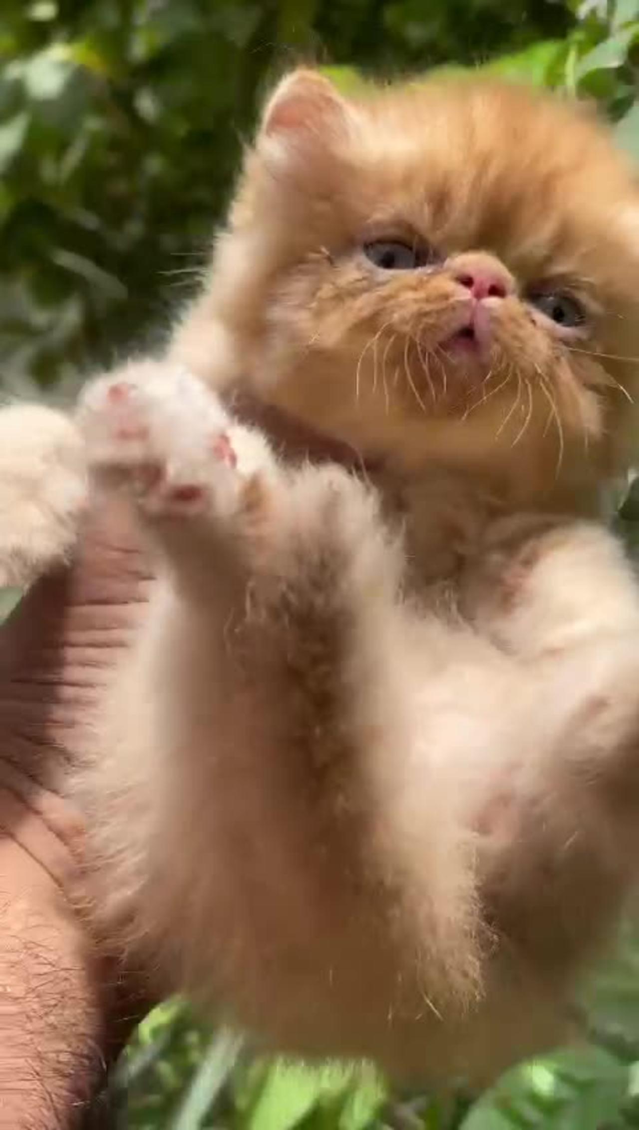 Picky face Persian kitten | beautiful kittens | babies of cats