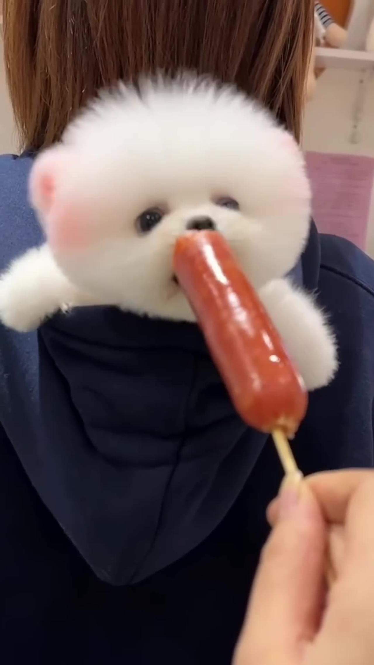 Tik Tok Chó Phốc Sóc Mini 😍 Funny and Cute Pomeranian576