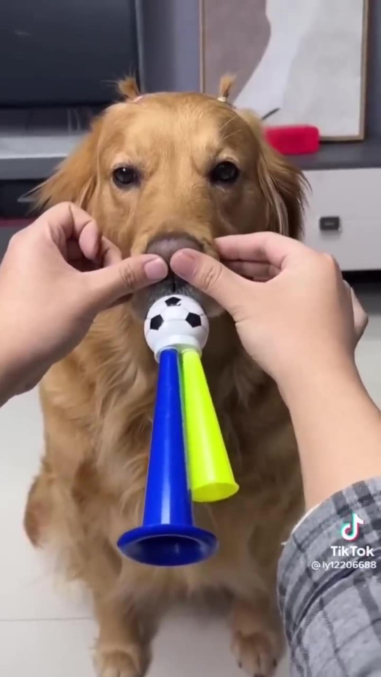 Very Funny Smart Dog One News Page Video