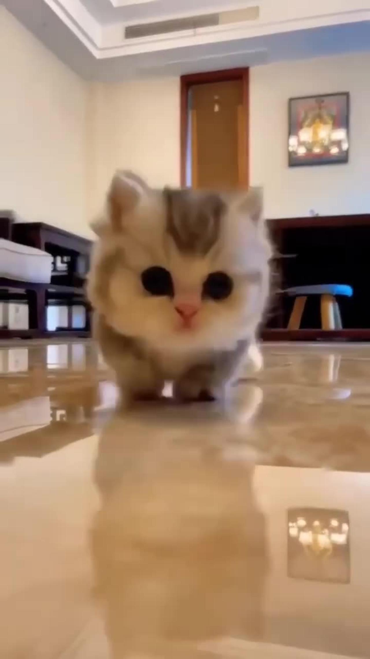 cute kitten