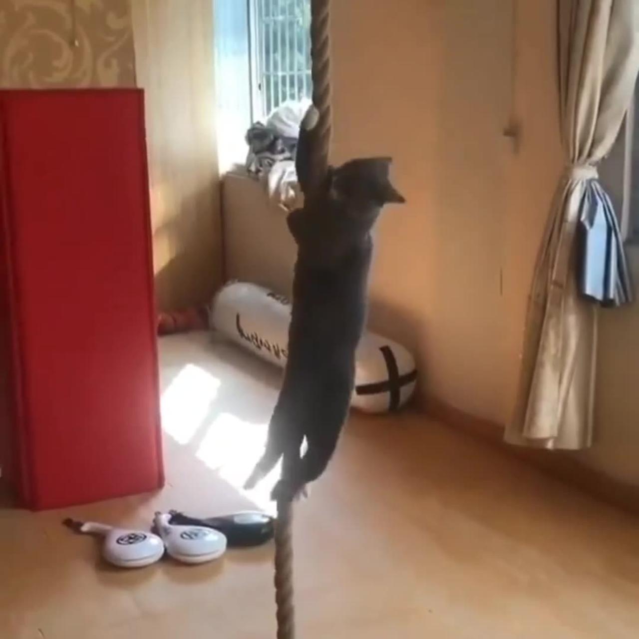 Mission impossible cat