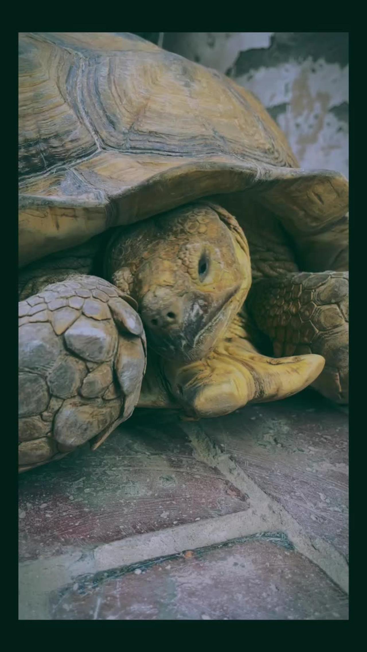 Sammy the Sulcata tortoise