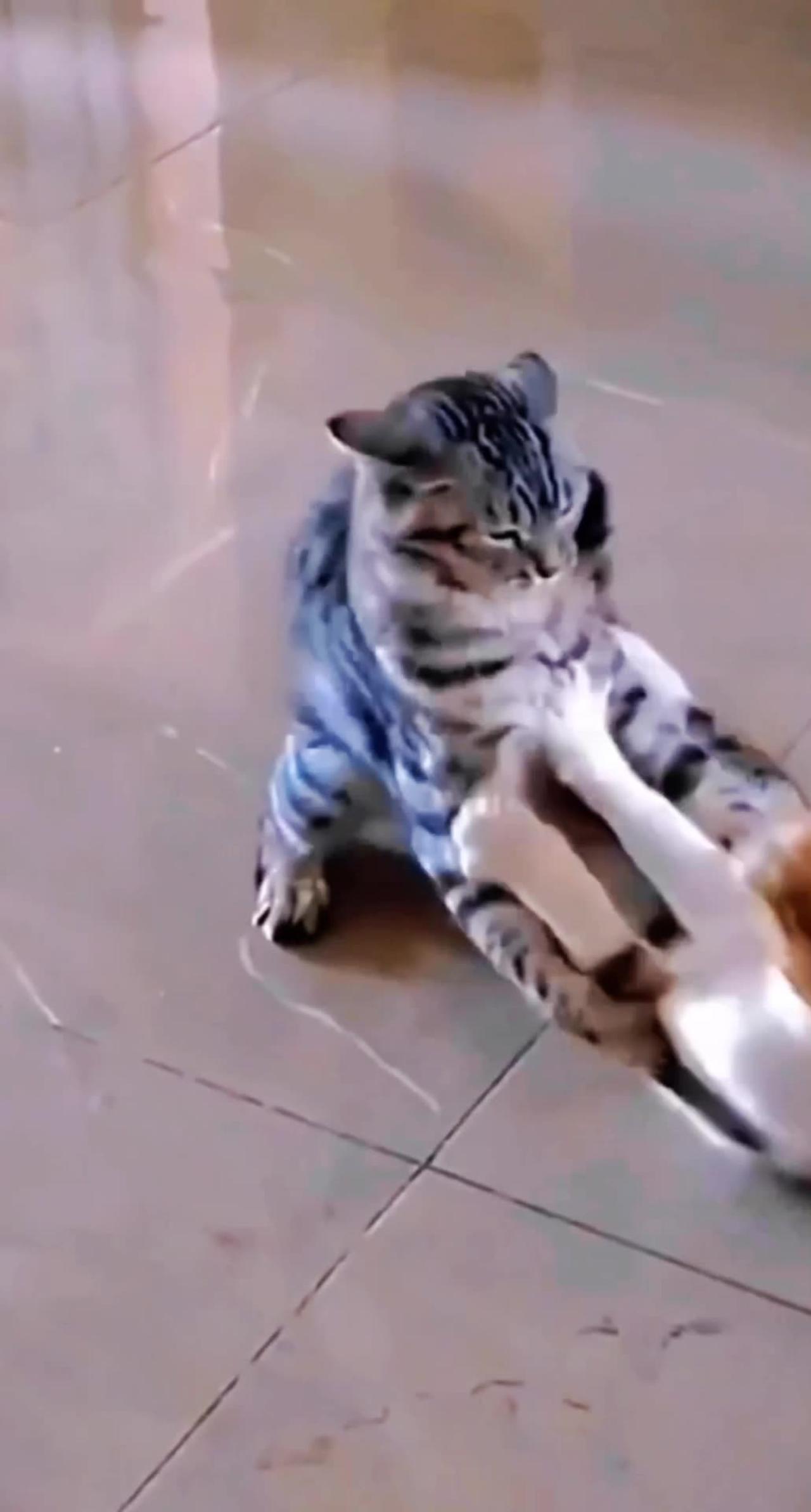 Cute cat's amazing fight | cats fight on home | super hit funny cats video #catsfight