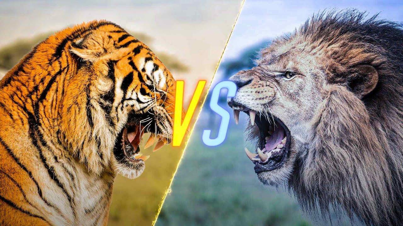 INDIAN LION KING VS GERMANY TIGER VERY DENGEROUS SCENES FIRST TIME experience it