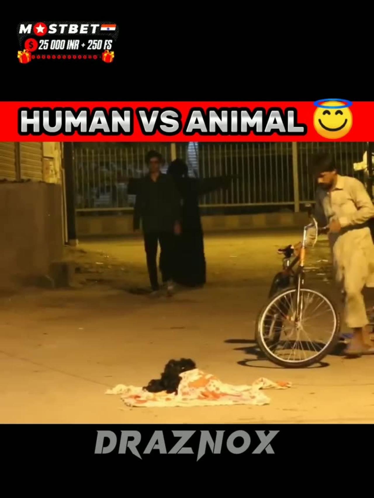 Human vs animal - One News Page VIDEO