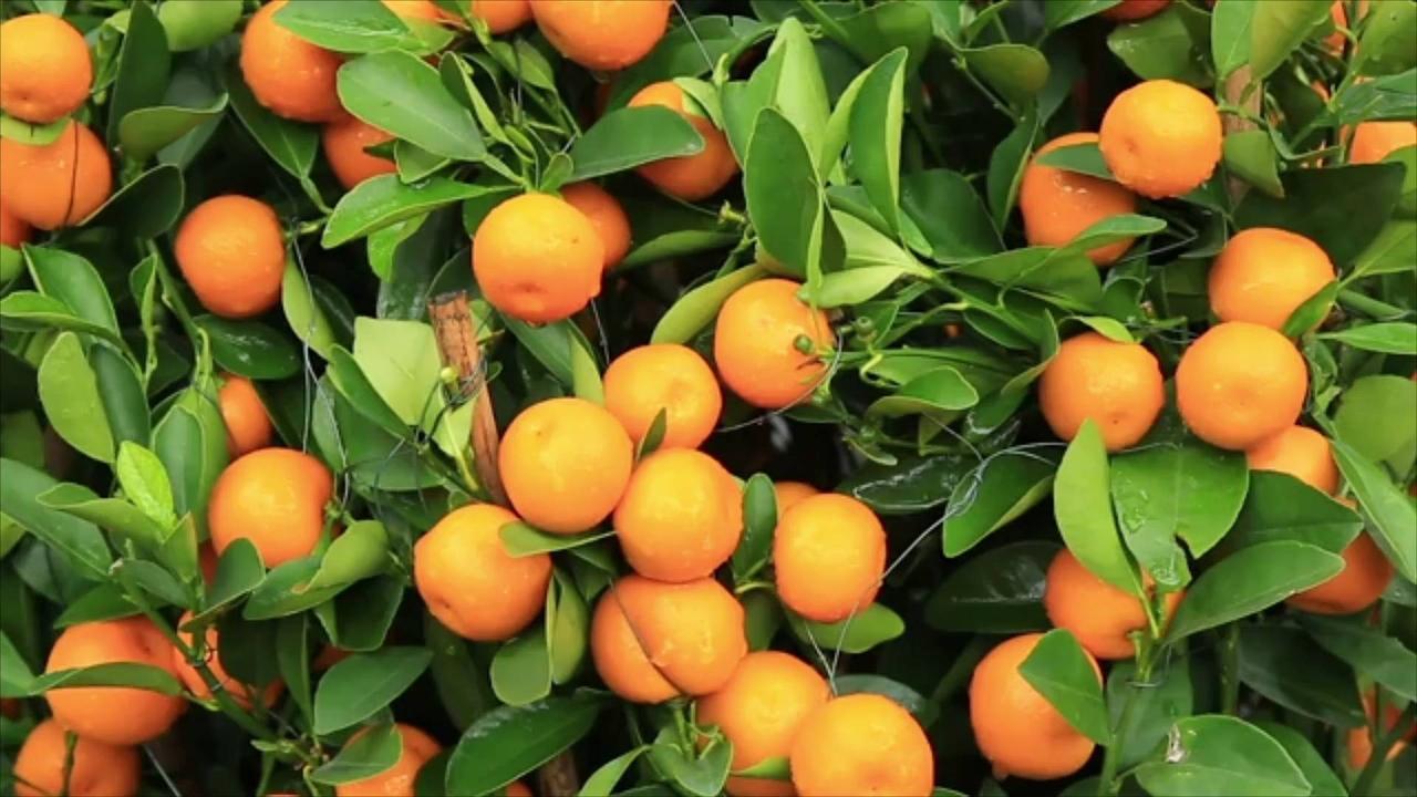 Zero-Waste Ideas for Using an Entire Citrus Fruit