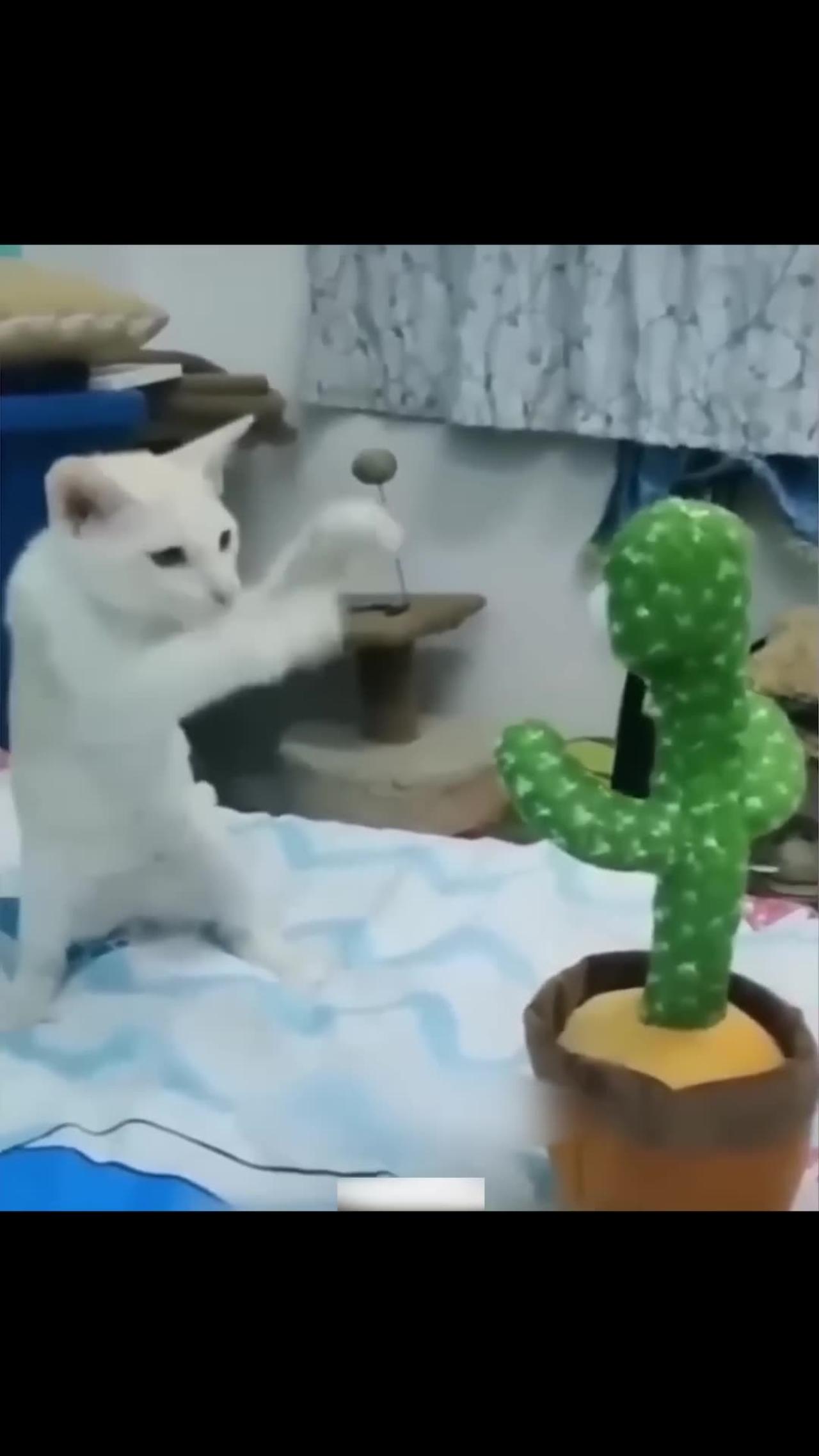 Funny Video dog cat dance