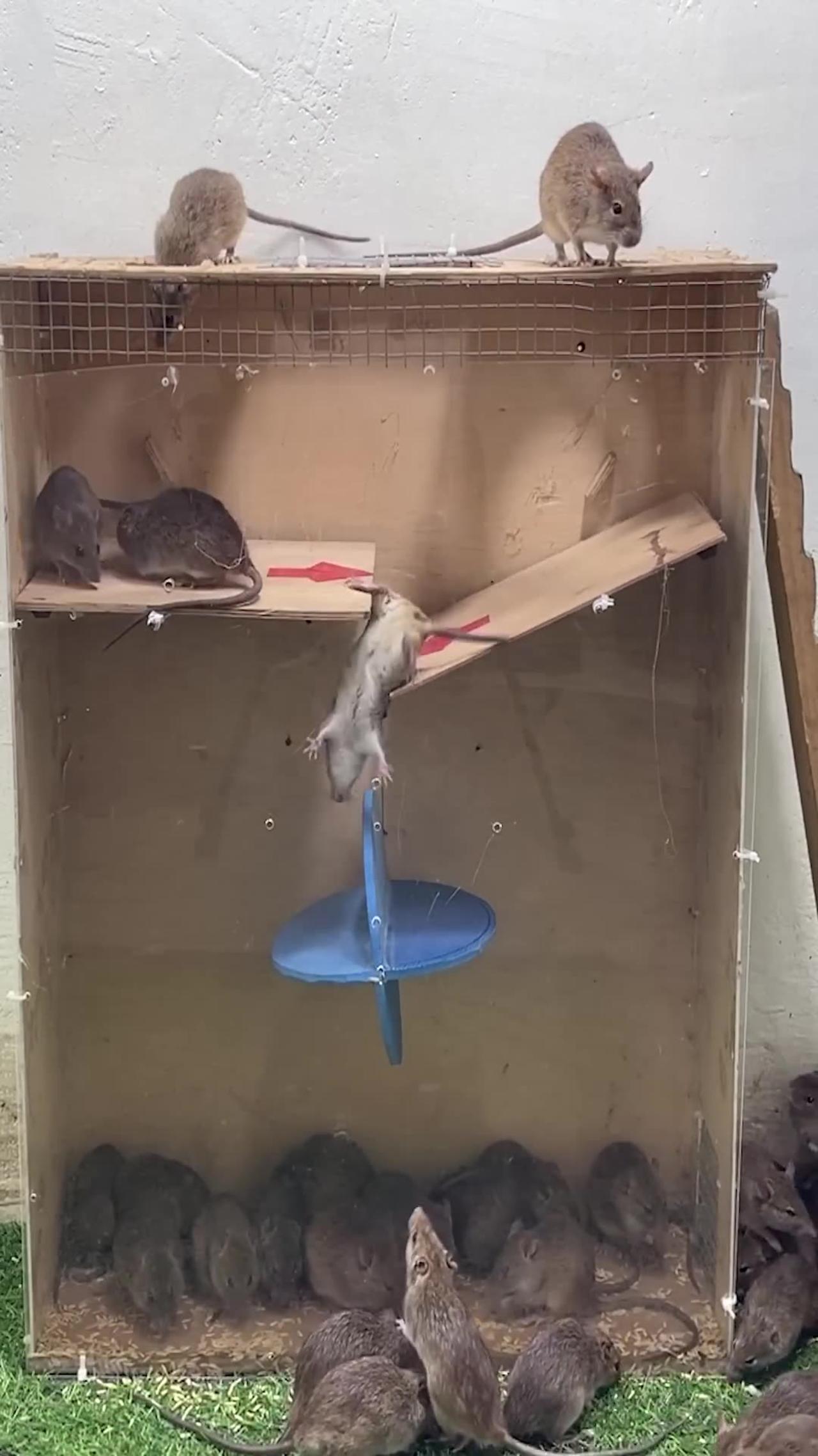 Best Rat Trap Home made trap not for #MickeyMouse