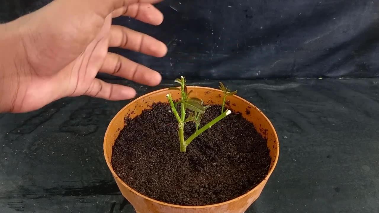 How to grow lemon tree from cutting One News Page VIDEO