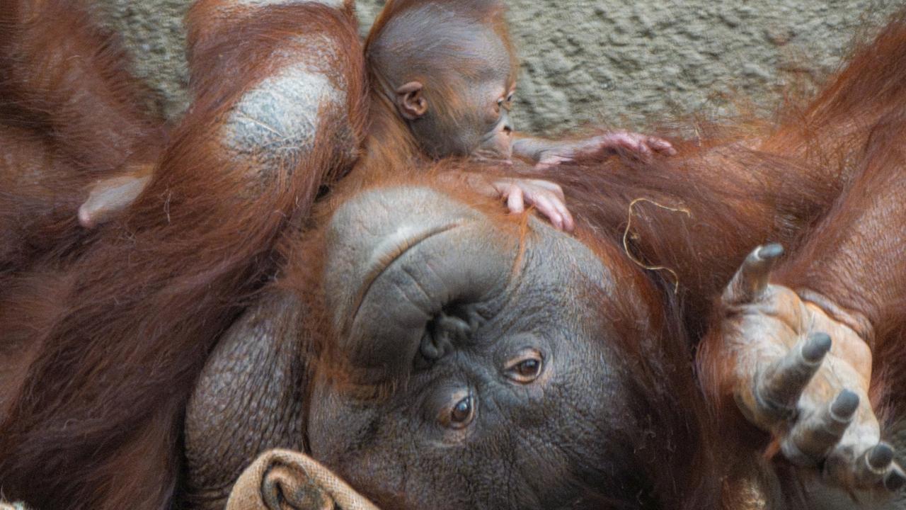 Sweet Moment Critically Endangered Orangutan Bonds with Newborn