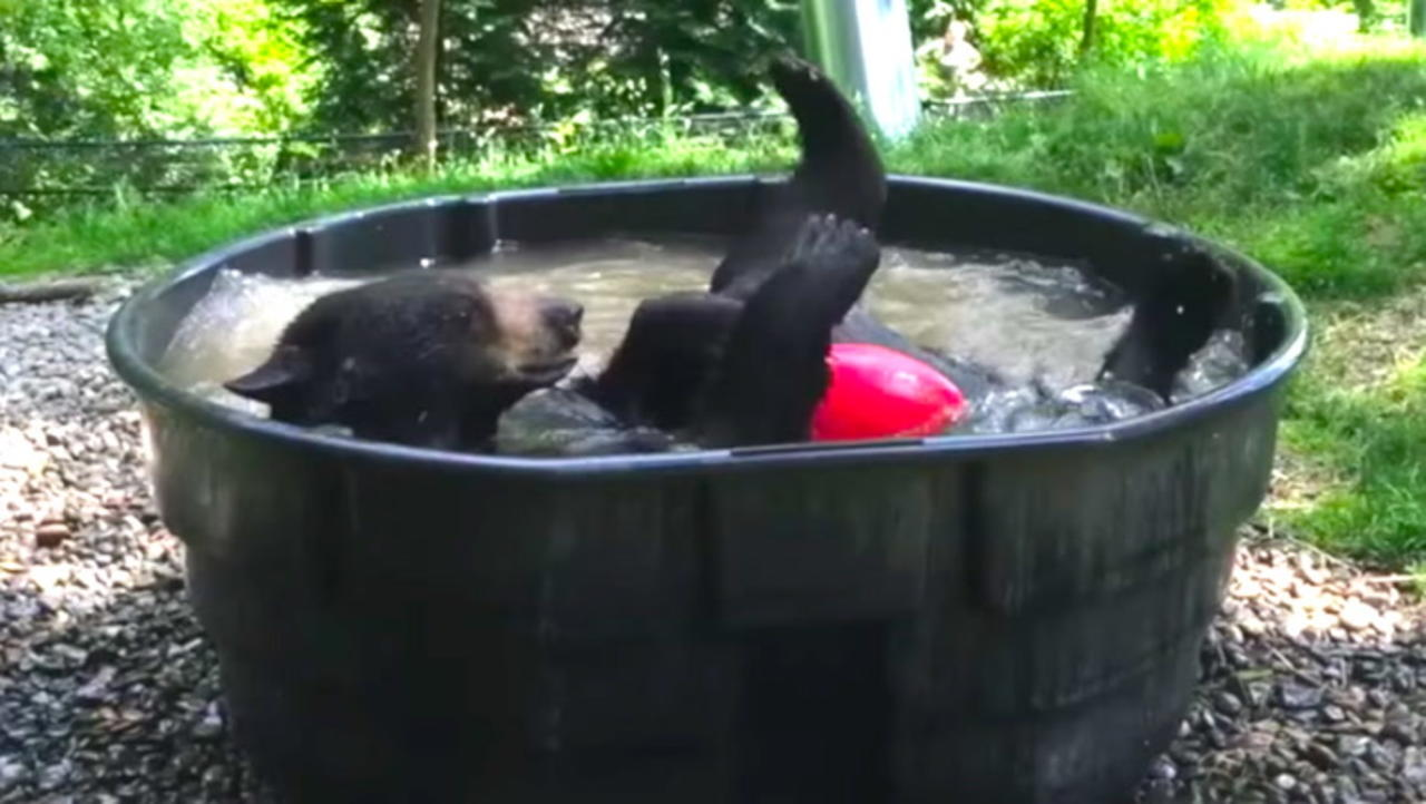 Cute Bear Takes a Bath at the Zoo