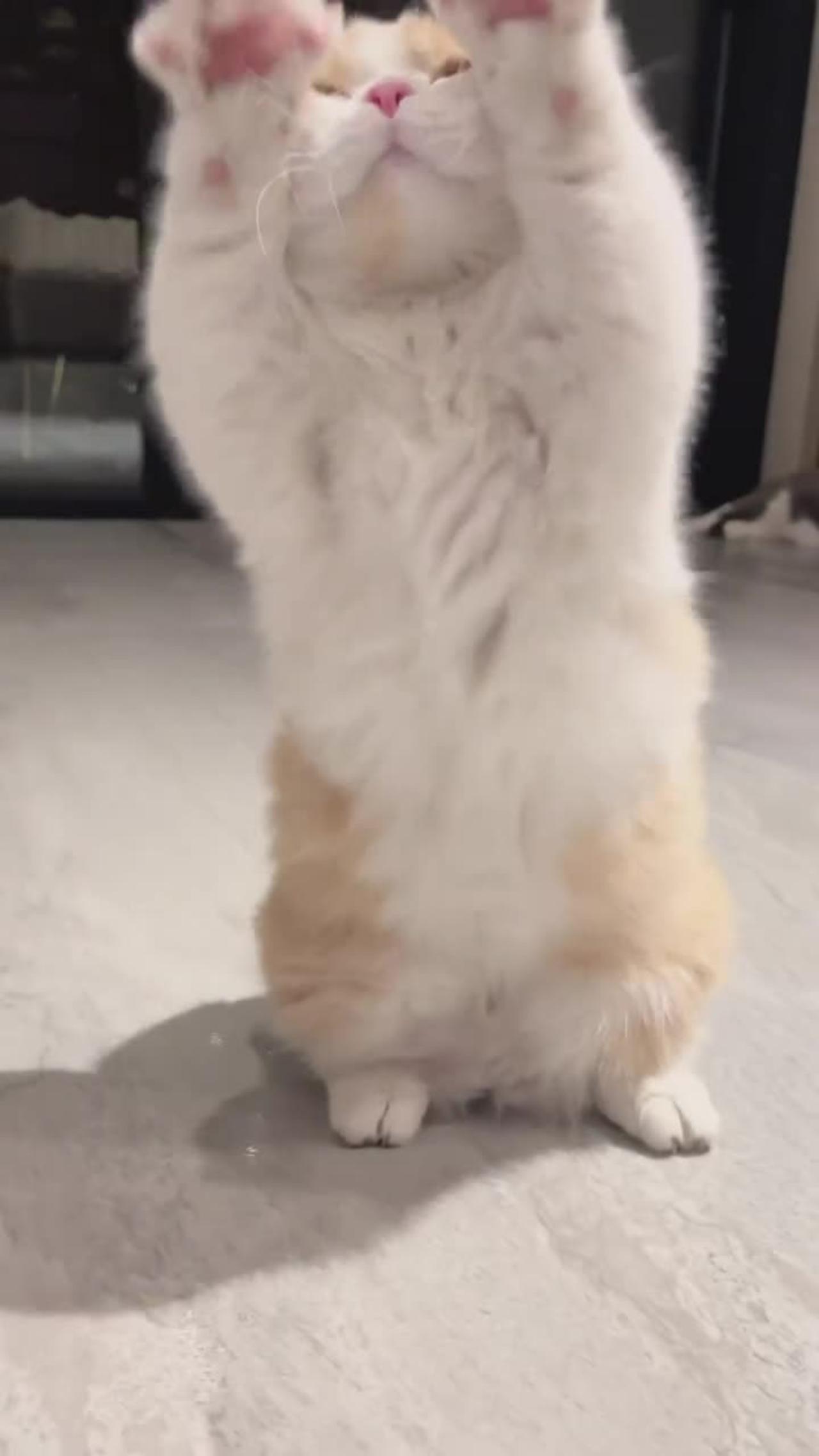 How to get a kitten to like you? One News Page VIDEO