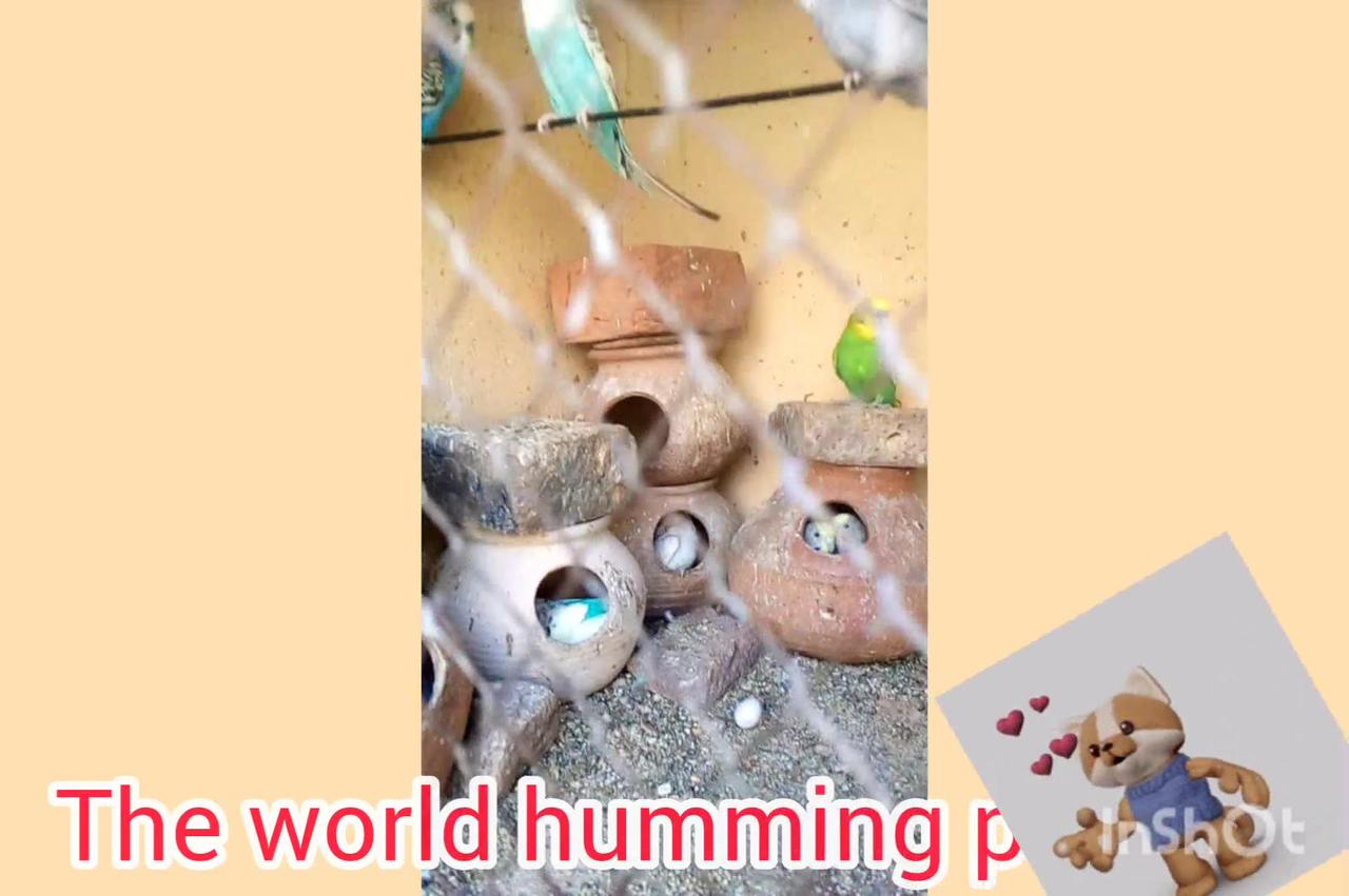 Humming small parrots