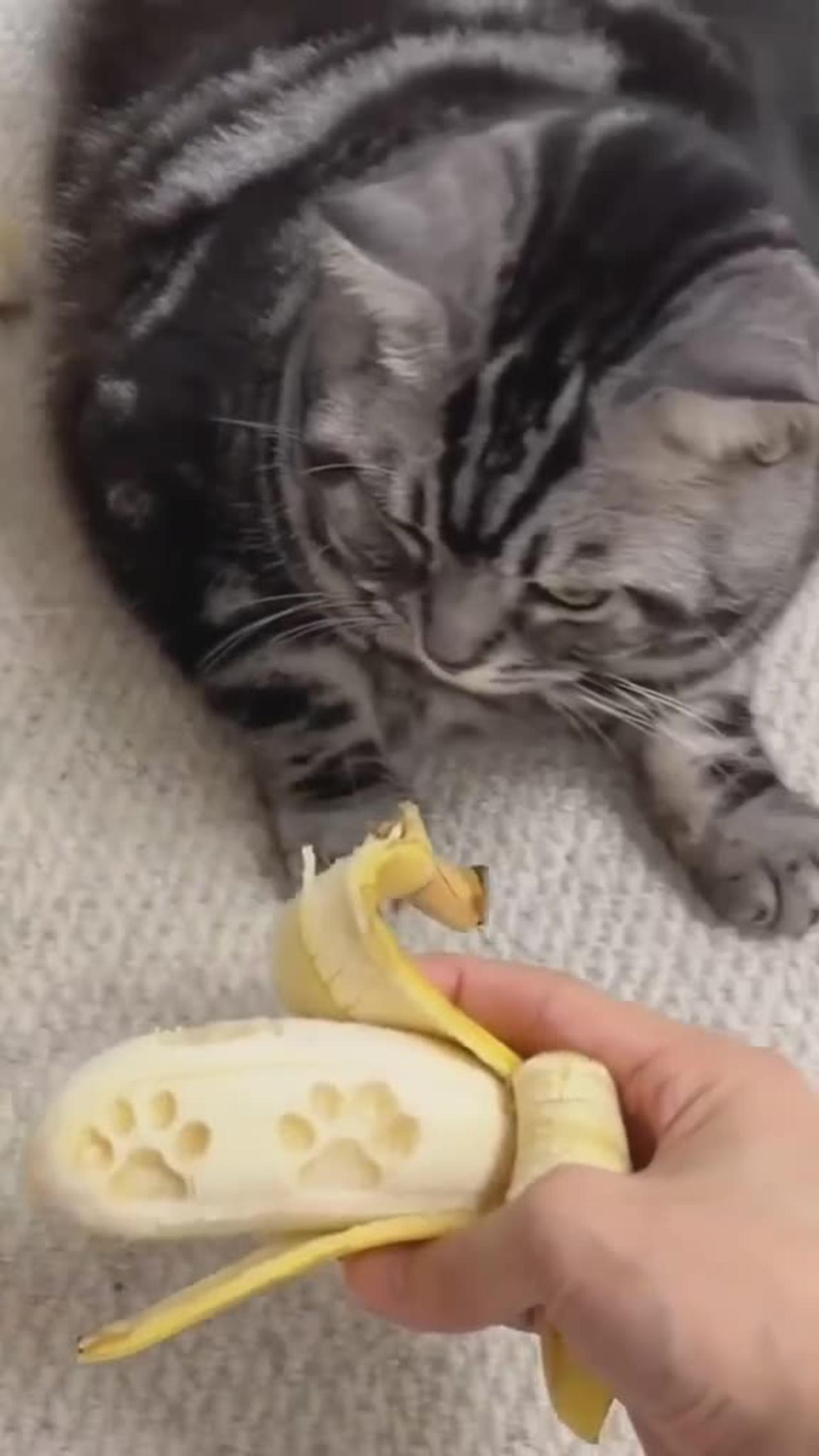 Cat paw prints in banana 🐾🐈