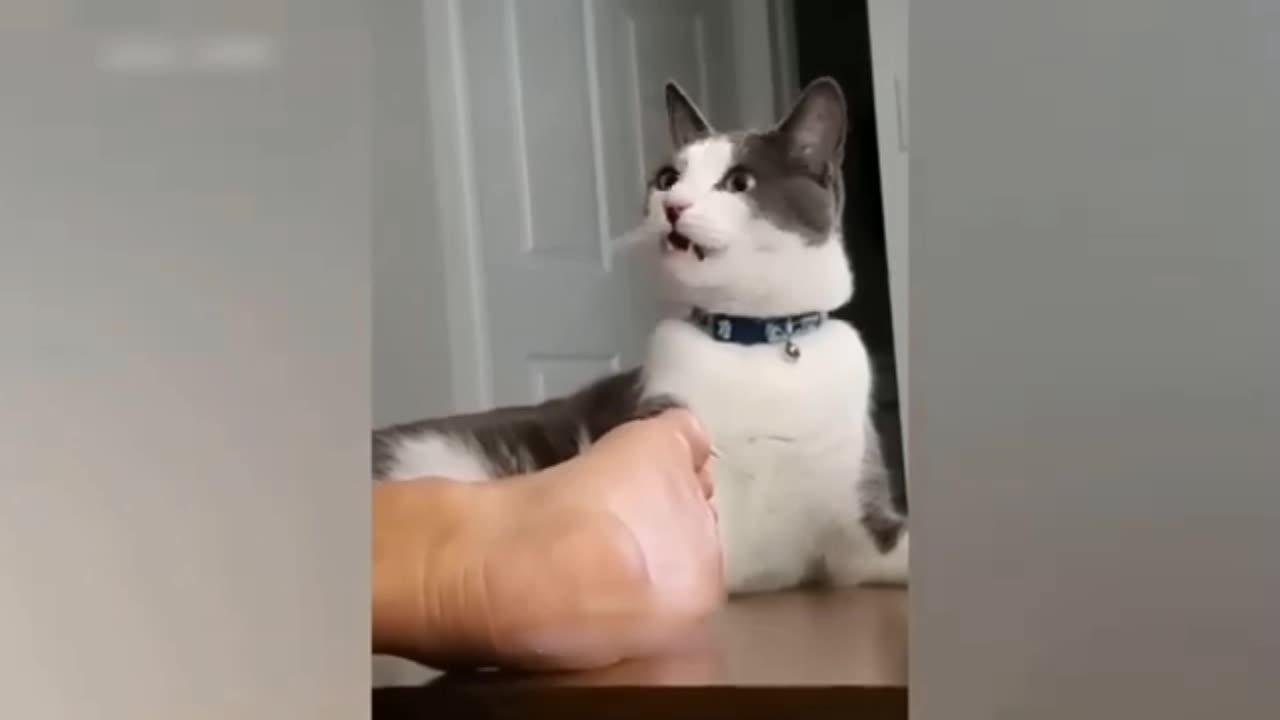 full funny  comedy video Cat video 😂😂