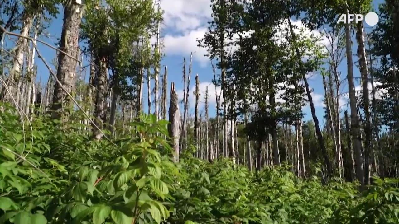 Subarctic boreal forests, vital for the planet, are also at risk