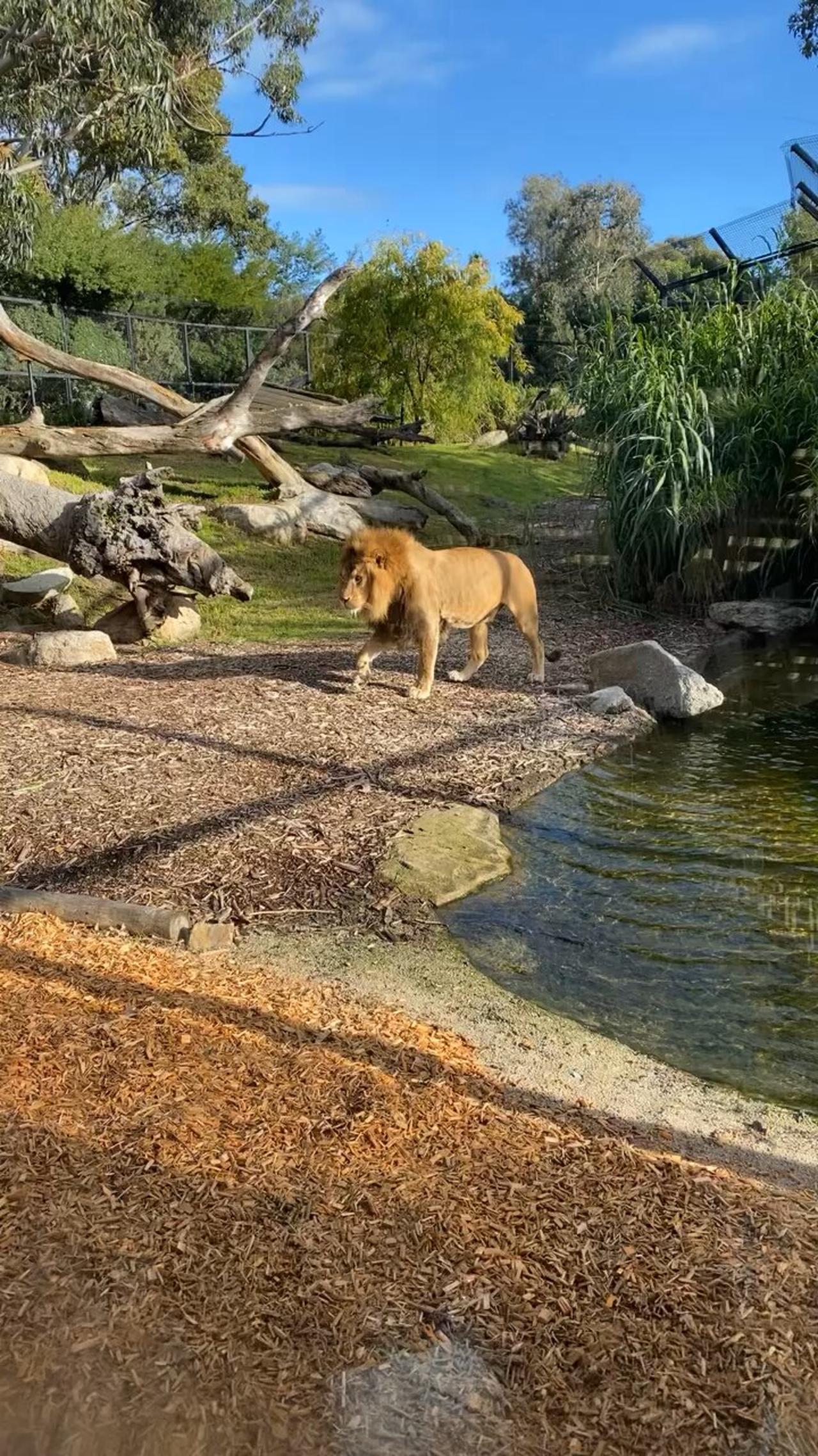 Lion at Melbourne zoo