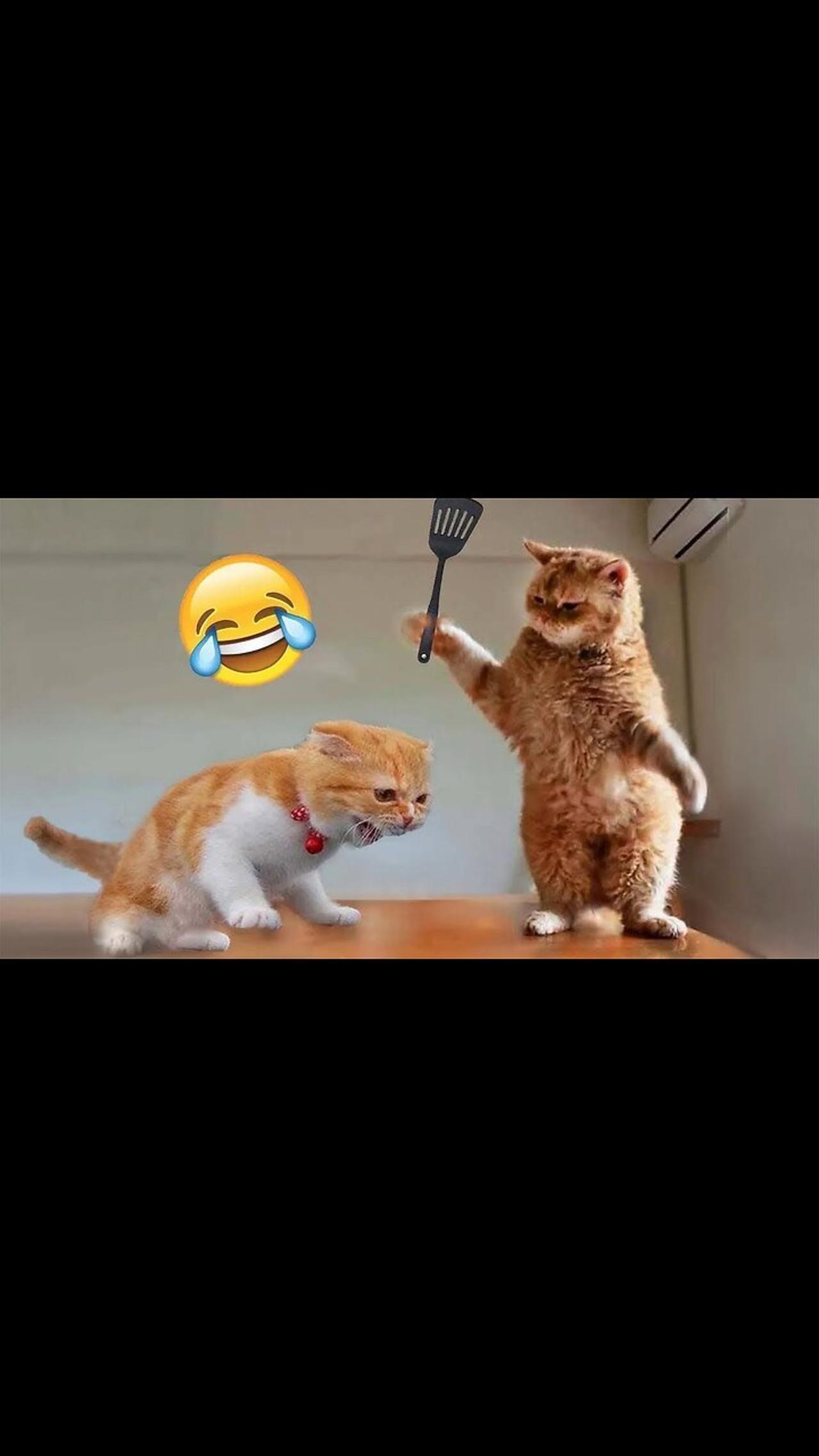 Funny cats and dogs moments New video 2023