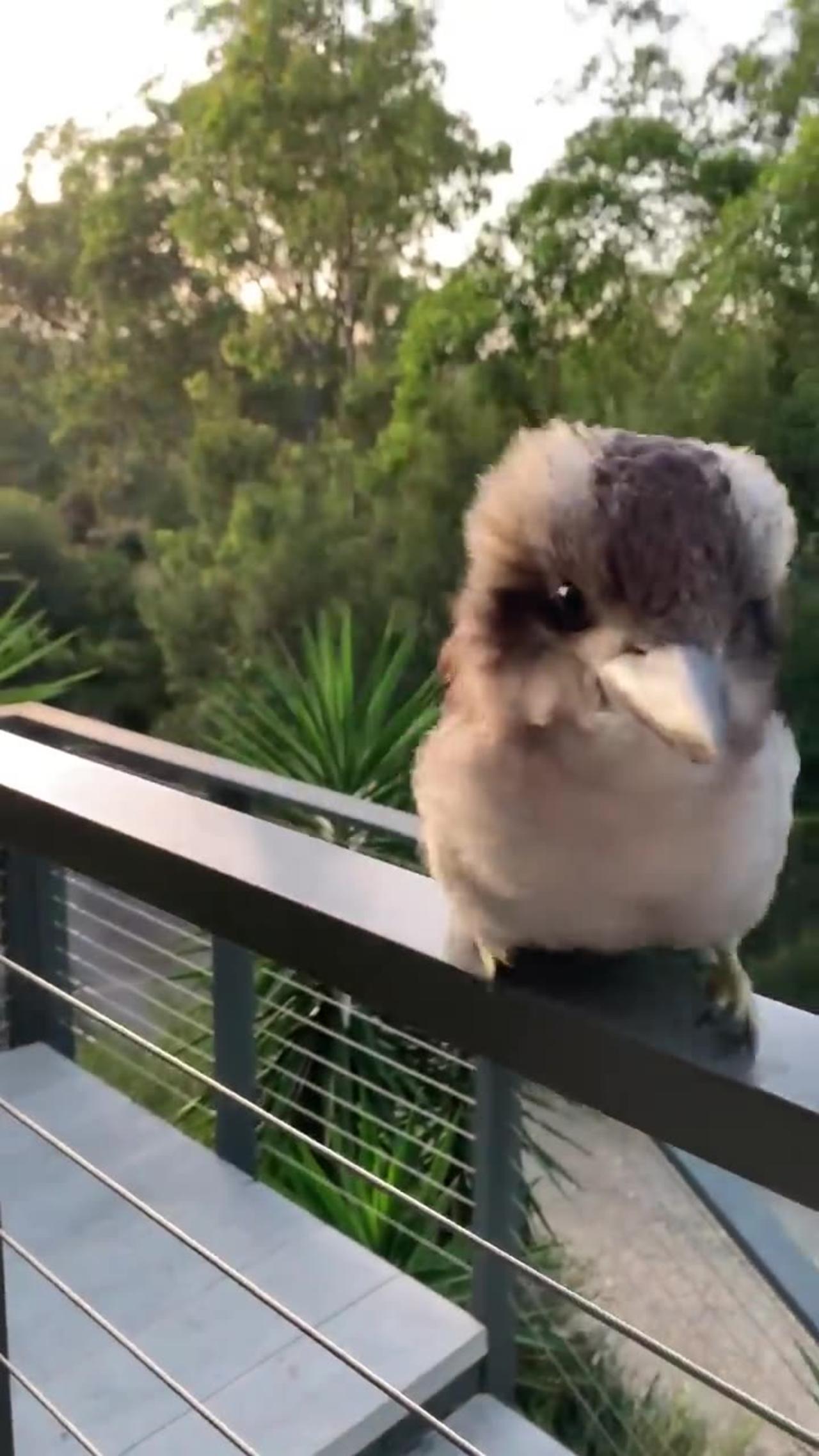 Adorable Baby Kookaburra Demonstrates its Signature Laugh __ funny videos # 51