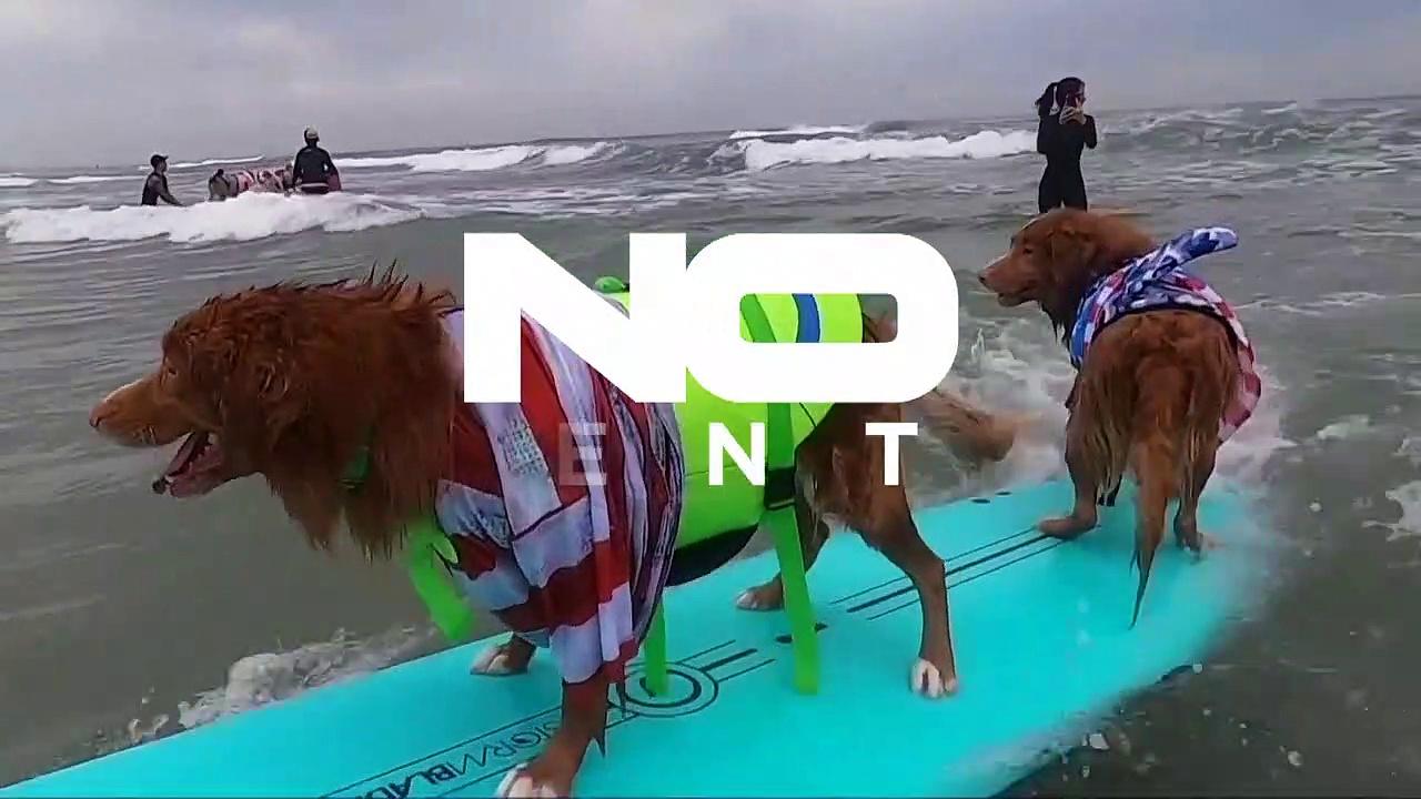 Watch: Surfing dogs make a splash at Surf-a-thon