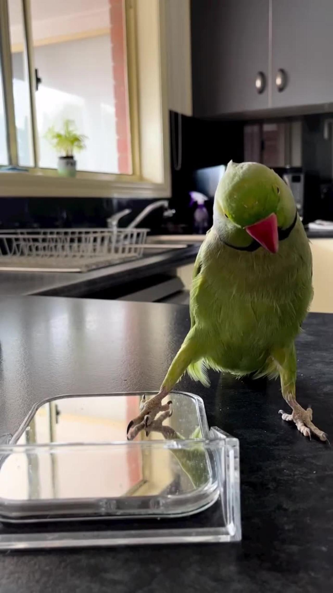 Adorable Parrot Plays Peek-a-Boo With Themselves! - cute birds video