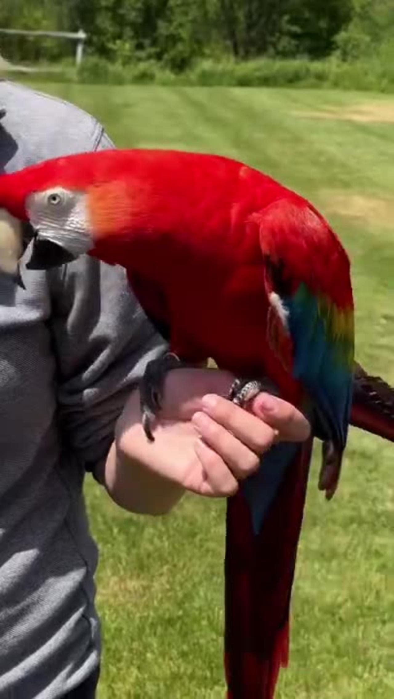 The Parrot you need to meet in Toronto - Talking Parrot - adorable cute birds video