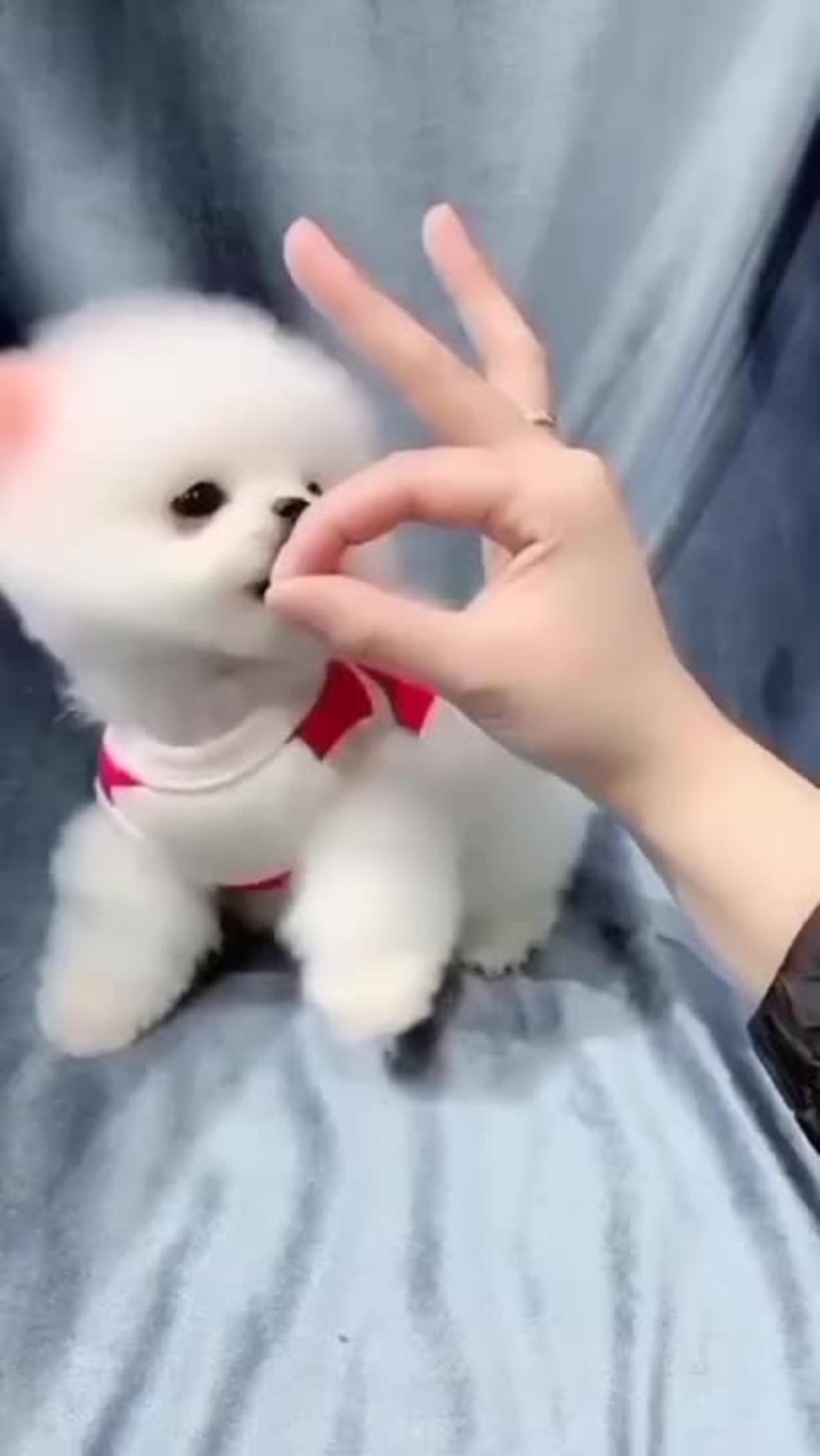 Cute puppy Dog 🐕😍