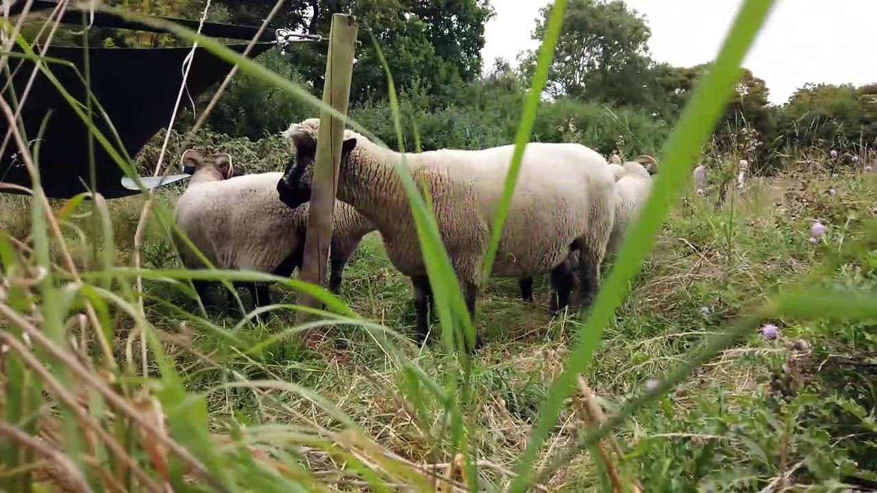 Sheep return to graze in North London