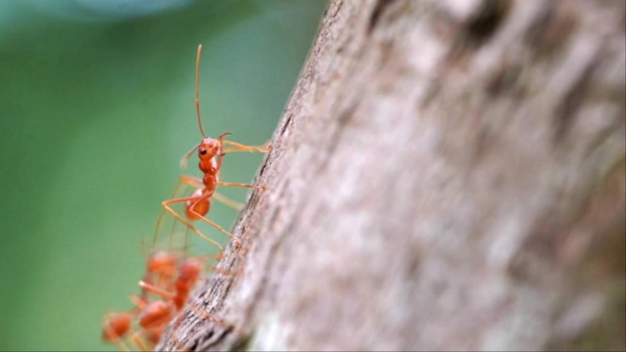 Invasive Red Fire Ant Colonies Found in Europe For the First Time