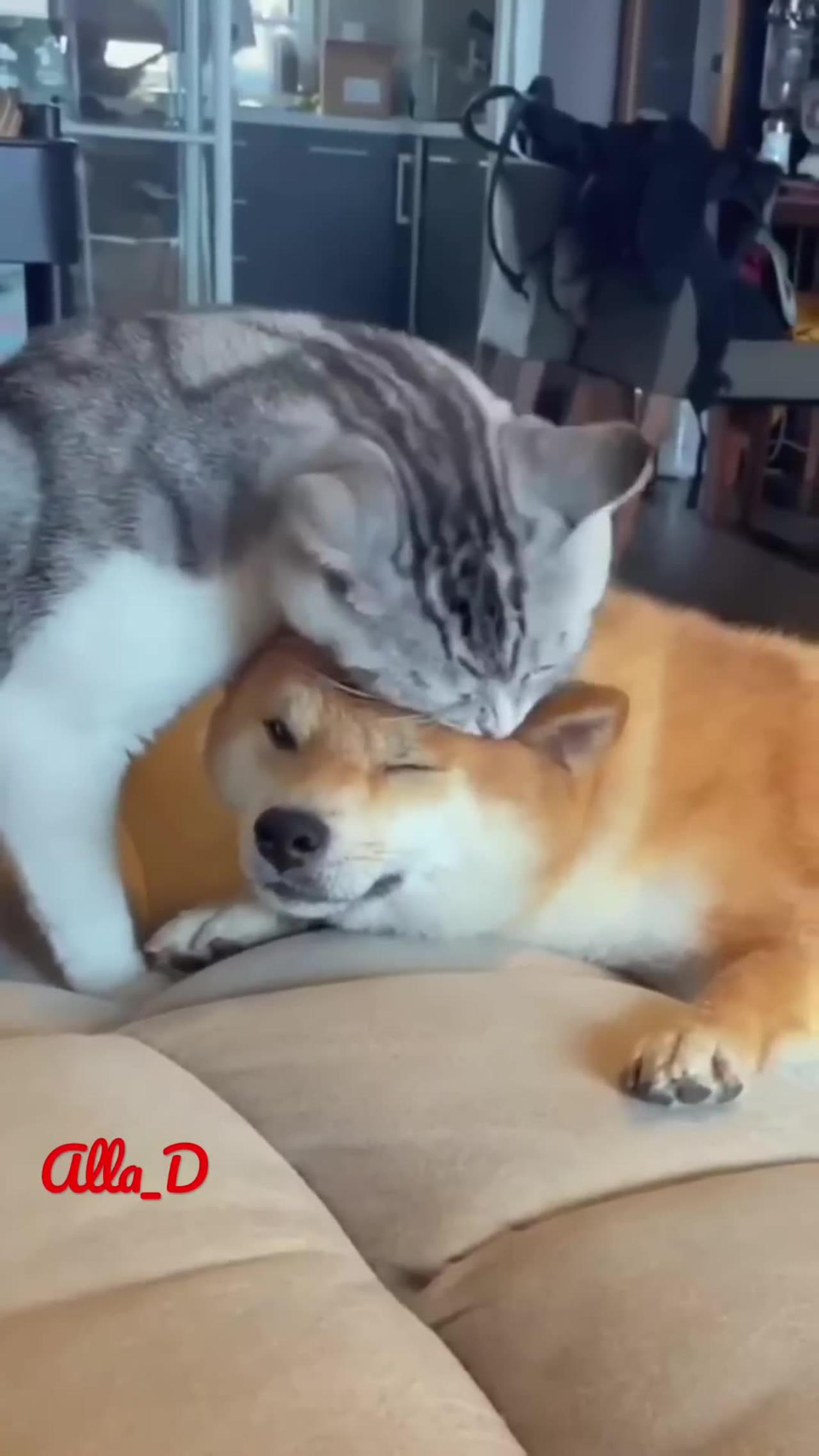 Unlikely Friendship Astonishing Cat and Dog Duo! Short #shorts #funnymemes #syl_vester