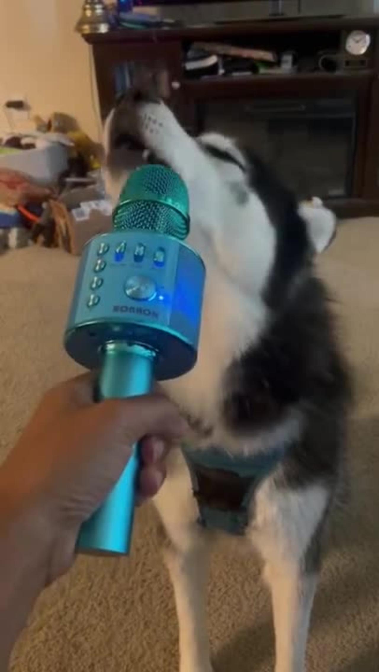 My Husky Singing   FUNNY DOG VIDEOS