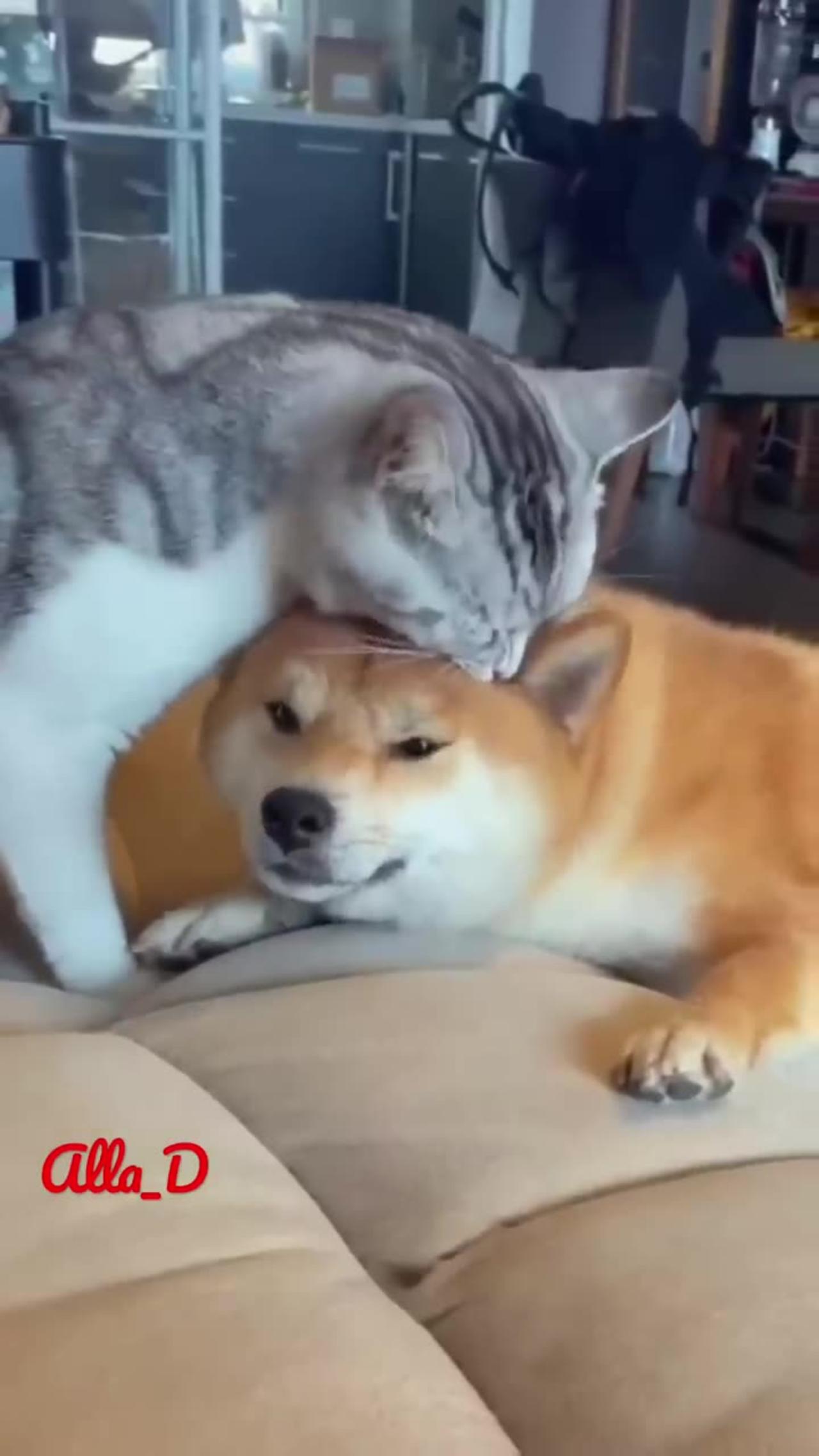 Unlikely Friendship_ Astonishing Cat and Dog Duo