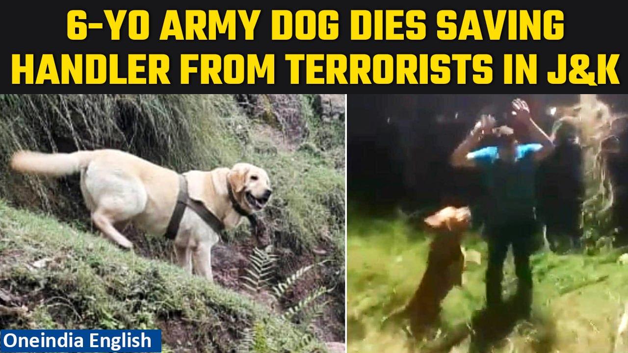Brave army dog named Kent dies protecting soldier during encounter in J&K | Oneindia News