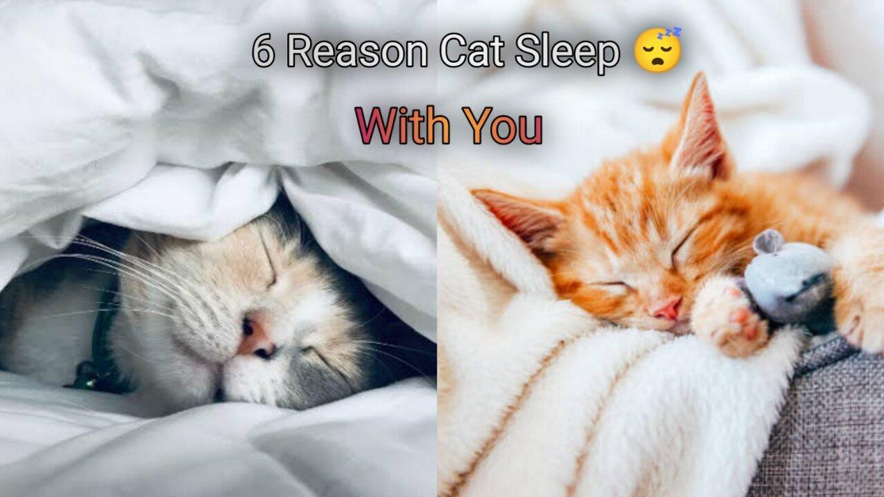 6 Reason Cat Sleep With you 😍 One News Page VIDEO