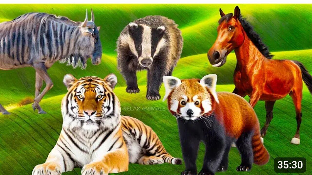 Adorable Baby Farm Animal Moments: Wildebeest ,Tiger, Red pabda, Horse & Badger - Animal video.