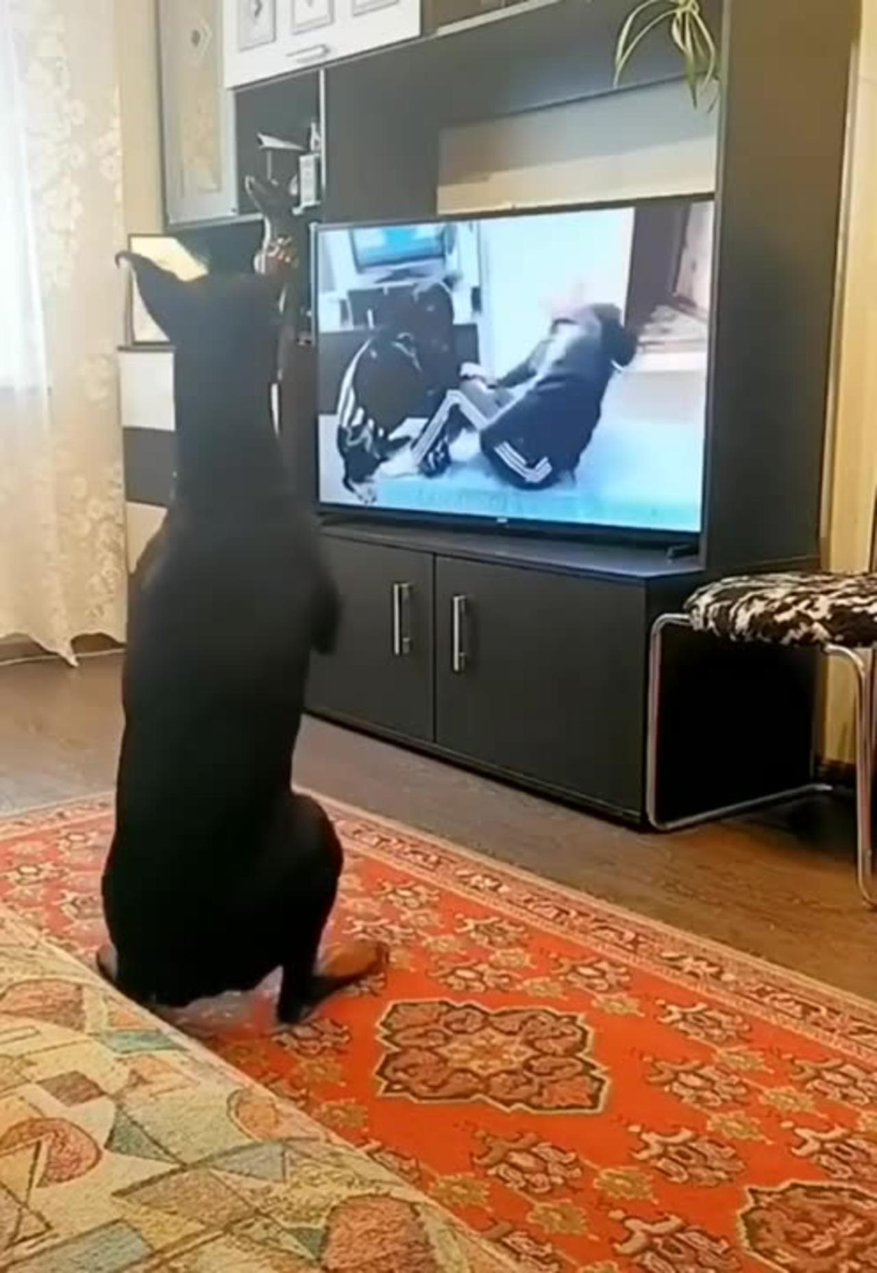 my Dog watching TV One News Page VIDEO