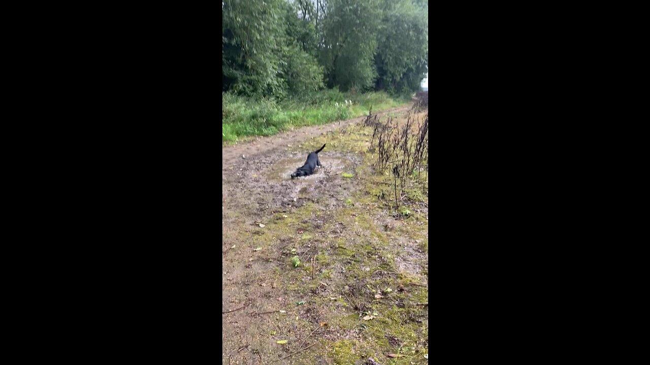 A very happy Labrador Retriever is rolling around in a muddy puddle!.mov