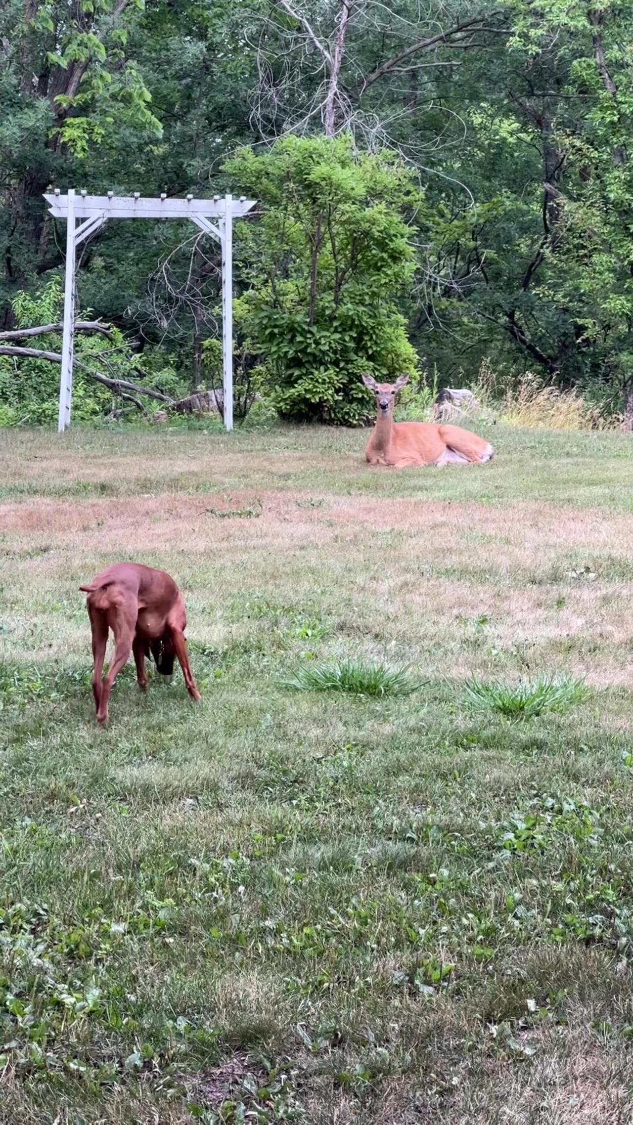 Dog Meets Deer