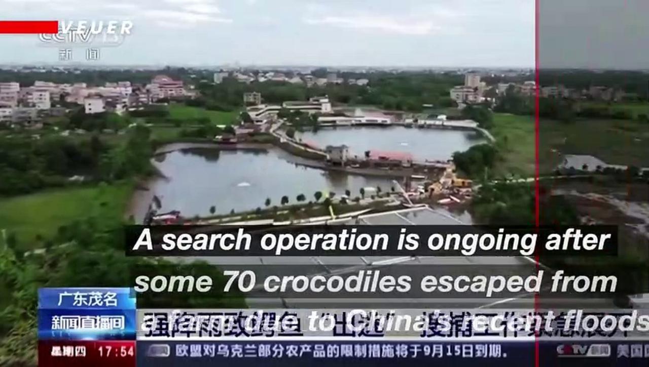 70 Runaway Crocodiles Are Out on the Loose After Heavy Flooding in Southern China