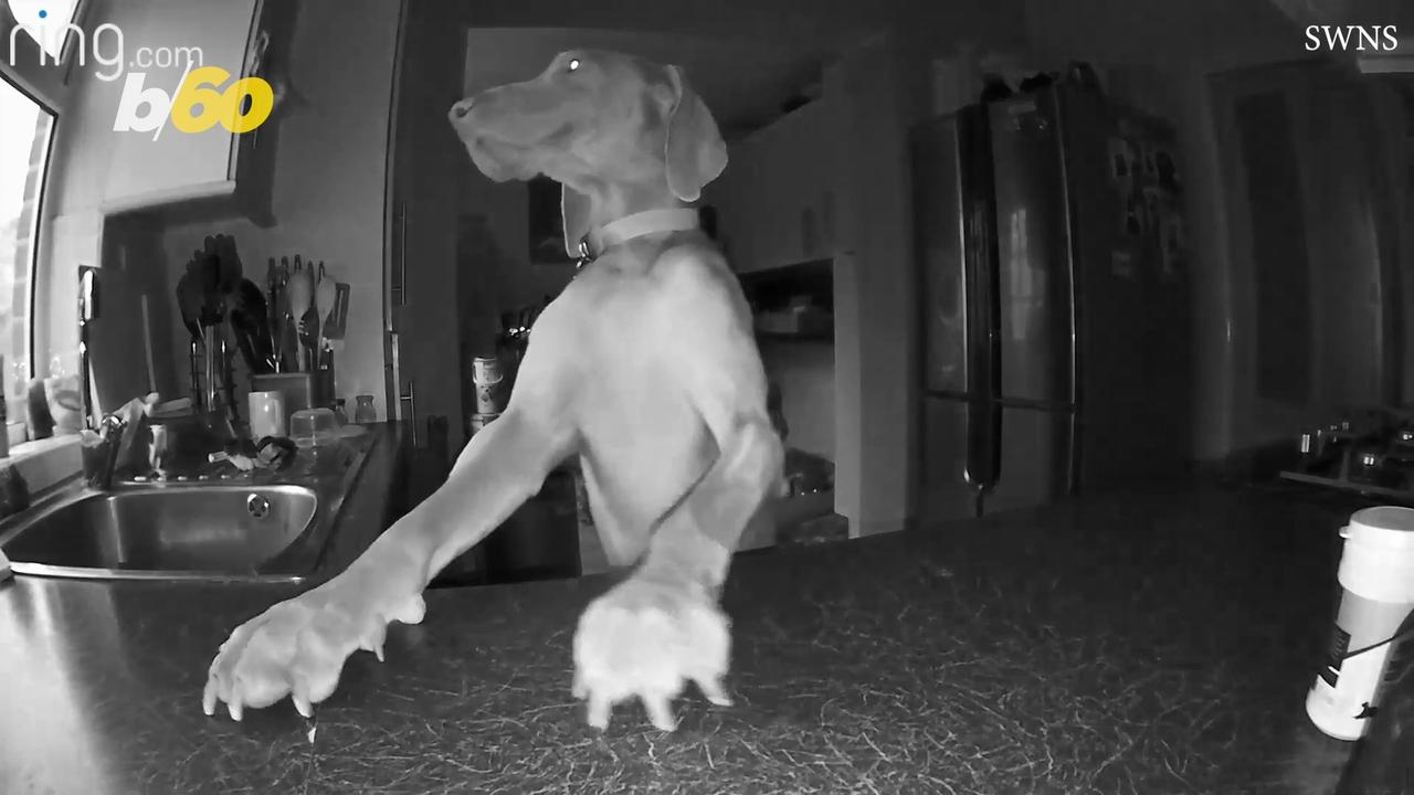 Street-Smart Puppy Caught Stealing His Medications at Night