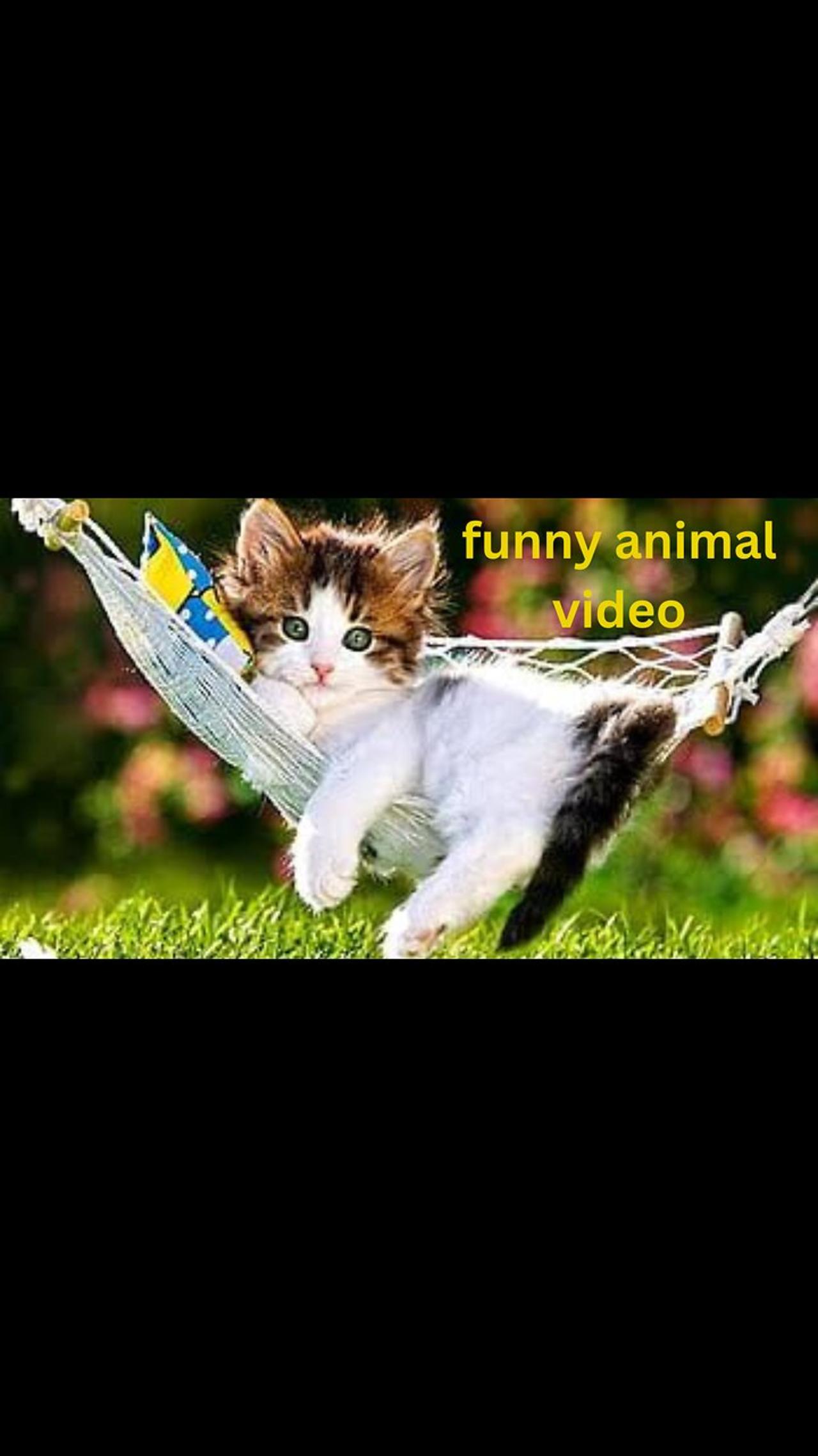 funny animal cat and dog