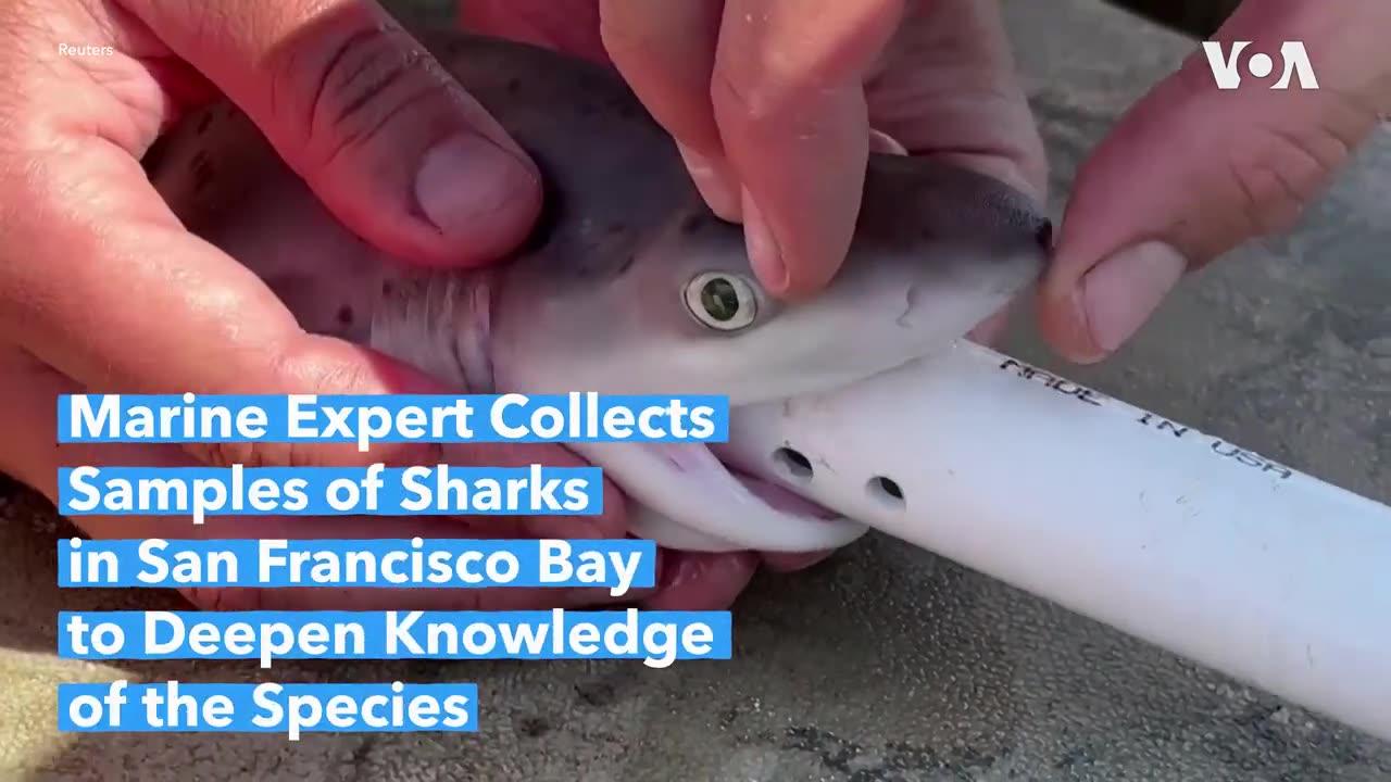 Expert Collects Samples of Sharks in San Francisco Bay to Deepen Knowledge of the Species | VOA News